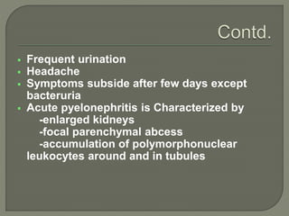  Frequent urination
 Headache
 Symptoms subside after few days except
bacteruria
 Acute pyelonephritis is Characterized by
-enlarged kidneys
-focal parenchymal abcess
-accumulation of polymorphonuclear
leukocytes around and in tubules
 