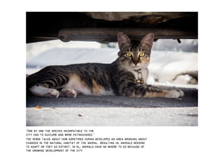In adaptation report