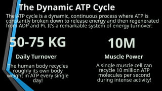 BIOENERGETICS AND ATP CYCLE/ PPT/ FREE!!! | PPTX