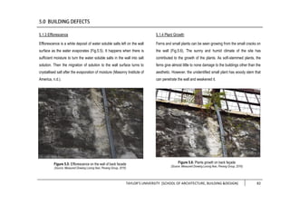 TAYLOR’S UNIVERSITY [SCHOOL OF ARCHITECTURE, BUILDING &DESIGN] 82
5.1.3 Efflorescence
Efflorescence is a white deposit of water soluble salts left on the wall
surface as the water evaporates (Fig.5.5). It happens when there is
sufficient moisture to turn the water soluble salts in the wall into salt
solution. Then the migration of solution to the wall surface turns to
crystallised salt after the evaporation of moisture (Masonry Institute of
America, n.d.).
5.1.4 Plant Growth
Ferns and small plants can be seen growing from the small cracks on
the wall (Fig.5.6). The sunny and humid climate of the site has
contributed to the growth of the plants. As soft-stemmed plants, the
ferns give almost little to none damage to the buildings other than the
aesthetic. However, the unidentified small plant has woody stem that
can penetrate the wall and weakened it.
Figure 5.5: Efflorescence on the wall of back facade
(Source: Measured Drawing Lorong Ikan, Penang Group, 2016)
Figure 5.6: Plants growth on back façade
(Source: Measured Drawing Lorong Ikan, Penang Group, 2016)
 