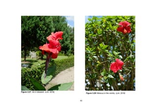 43
Figure 3.27. Iris in blossom. (Lim, 2016)
Figure 3.28 Hibiscus in the vicinity. (Lim, 2016)
 