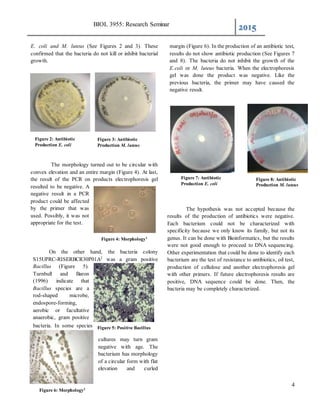 BIOL 3955: Research Seminar
2015
4
E. coli and M. luteus (See Figures 2 and 3). These
confirmed that the bacteria do not kill or inhibit bacterial
growth.
The morphology turned out to be circular with
convex elevation and an entire margin (Figure 4). At last,
the result of the PCR on products electrophoresis gel
resulted to be negative. A
negative result in a PCR
product could be affected
by the primer that was
used. Possibly, it was not
appropriate for the test.
On the other hand, the bacteria colony
S15UPRC-RISERBCR30P01A2
was a gram positive
Bacillus (Figure 5).
Turnbull and Baron
(1996) indicate that
Bacillus species are a
rod-shaped microbe,
endospore-forming,
aerobic or facultative
anaerobic, gram positive
bacteria. In some species
cultures may turn gram
negative with age. The
bacterium has morphology
of a circular form with flat
elevation and curled
margin (Figure 6). In the production of an antibiotic test,
results do not show antibiotic production (See Figures 7
and 8). The bacteria do not inhibit the growth of the
E.coli or M. luteus bacteria. When the electrophoresis
gel was done the product was negative. Like the
previous bacteria, the primer may have caused the
negative result.
The hypothesis was not accepted because the
results of the production of antibiotics were negative.
Each bacterium could not be characterized with
specificity because we only know its family, but not its
genus. It can be done with Bioinformatics, but the results
were not good enough to proceed to DNA sequencing.
Other experimentation that could be done to identify each
bacterium are the test of resistance to antibiotics, oil test,
production of cellulose and another electrophoresis gel
with other primers. If future electrophoresis results are
positive, DNA sequence could be done. Then, the
bacteria may be completely characterized.
Figure 2: Antibiotic
Production E. coli
Figure 3: Antibiotic
Production M. luteus
Figure 8: Antibiotic
Production M. luteus
Figure 4: Morphology1
Figure 5: Positive Bacillus
Figure 6: Morphology2
Figure 7: Antibiotic
Production E. coli
 