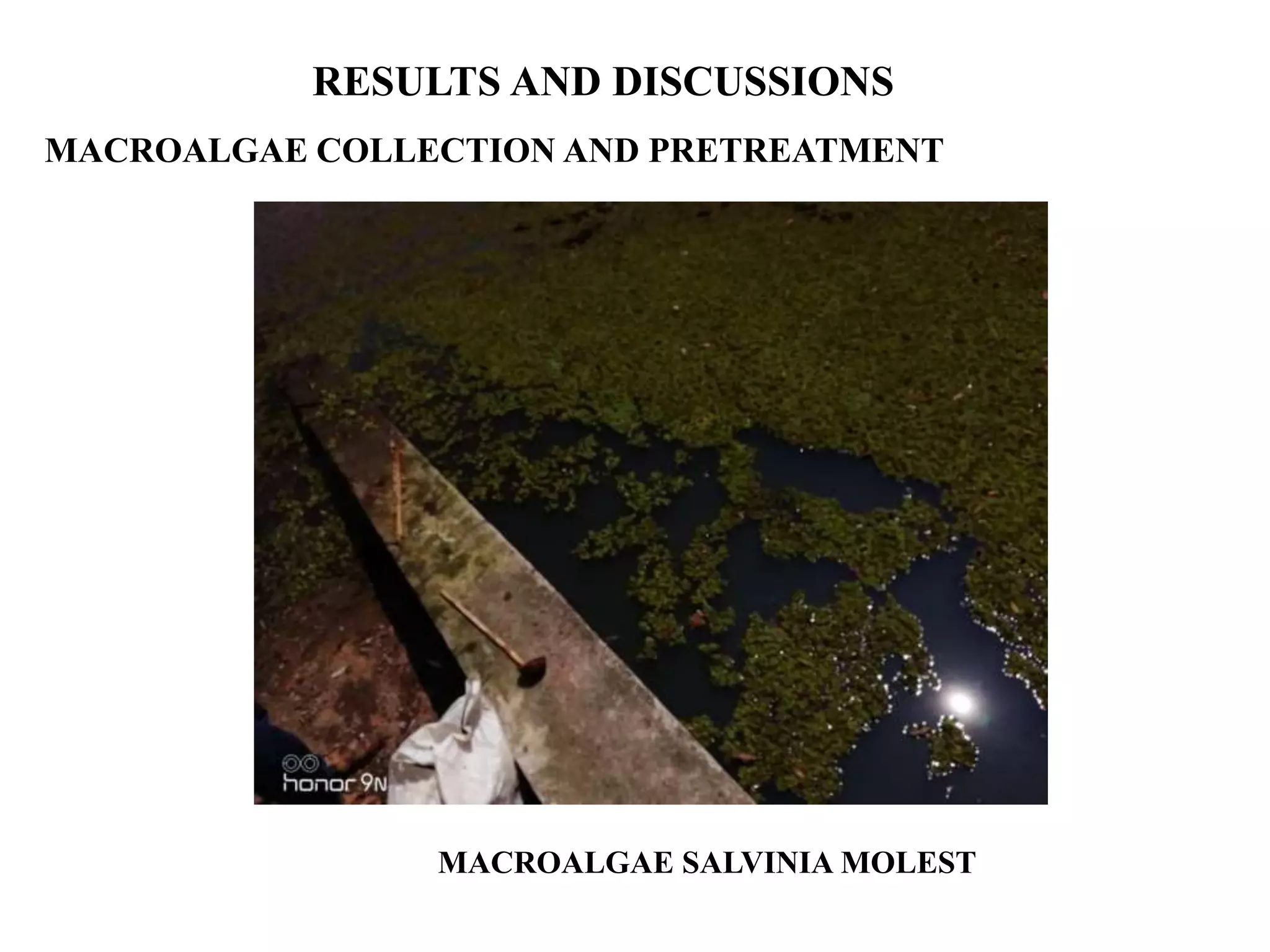 RESULTS AND DISCUSSIONS
MACROALGAE COLLECTION AND PRETREATMENT
MACROALGAE SALVINIA MOLEST
 