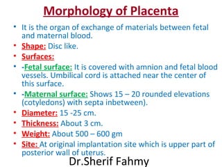 Morphology of Placenta
• It is the organ of exchange of materials between fetal
and maternal blood.
• Shape: Disc like.
• Surfaces:
• -Fetal surface: It is covered with amnion and fetal blood
vessels. Umbilical cord is attached near the center of
this surface.
• -Maternal surface: Shows 15 – 20 rounded elevations
(cotyledons) with septa inbetween).
• Diameter: 15 -25 cm.
• Thickness: About 3 cm.
• Weight: About 500 – 600 gm
• Site: At original implantation site which is upper part of
posterior wall of uterus.
Dr.Sherif Fahmy
 