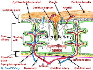 Decidua basalis
Arteriol
Venule
Decidual septum
Cytotrophoblastic shell
Decidual plate
Stem
villous
Floating
velli
Intervillous
space
Chorionic
plate
Umbilical veinUmbilical artery
Amnion
Mesoderm
Syncytiotrophoblast
Cytotrophoblast
Dr. Sherif Fahmy
Dr.Sherif Fahmy
 