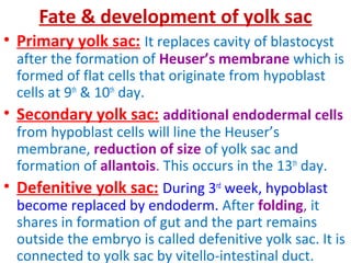 Fate & development of yolk sac
• Primary yolk sac: It replaces cavity of blastocyst
after the formation of Heuser’s membrane which is
formed of flat cells that originate from hypoblast
cells at 9th
& 10th
day.
• Secondary yolk sac: additional endodermal cells
from hypoblast cells will line the Heuser’s
membrane, reduction of size of yolk sac and
formation of allantois. This occurs in the 13th
day.
• Defenitive yolk sac: During 3rd
week, hypoblast
become replaced by endoderm. After folding, it
shares in formation of gut and the part remains
outside the embryo is called defenitive yolk sac. It is
connected to yolk sac by vitello-intestinal duct.
 