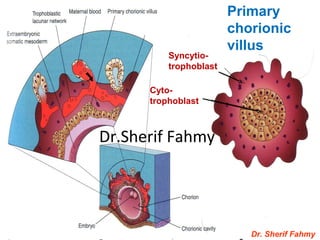 Dr. Sherif Fahmy
Primary
chorionic
villus
Cyto-
trophoblast
Syncytio-
trophoblast
Dr.Sherif Fahmy
 