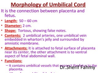 Morphology of Umbilical Cord
It is the connection between placenta and
fetus.
• Length: 50 – 60 cm
• Diameter: 2 cm.
• Shape: Tortous, showing false notes.
• Contents: 2 umbilical arteries, one umbilical vein
embedded in wharton’s jelly and surrounded by
amniotic membrane.
• Attachments: It is attached to fetal surface of placenta
near its center, the other attachment is to ventral
aspect of fetal abdominal wall.
• Functions:
– It contains umbilical vessels that connect the fetus to the
placenta. Dr.Sherif Fahmy
 