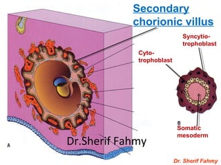 Dr. Sherif Fahmy
Syncytio-
trophoblast
Cyto-
trophoblast
Somatic
mesoderm
Secondary
chorionic villus
Dr.Sherif Fahmy
 