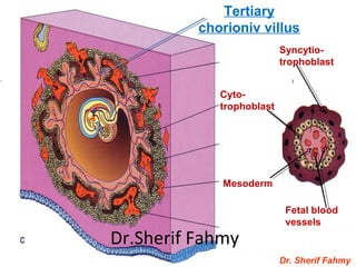 Dr. Sherif Fahmy
Syncytio-
trophoblast
Cyto-
trophoblast
Mesoderm
Fetal blood
vessels
Tertiary
chorioniv villus
Dr.Sherif Fahmy
 