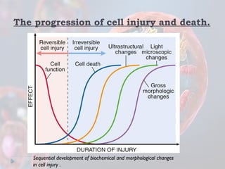 final reversible vs irreversible cell injury | PPTX