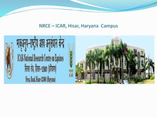 Nrce A Geographical Study on Equines Conservation Issues and Challenges in ...