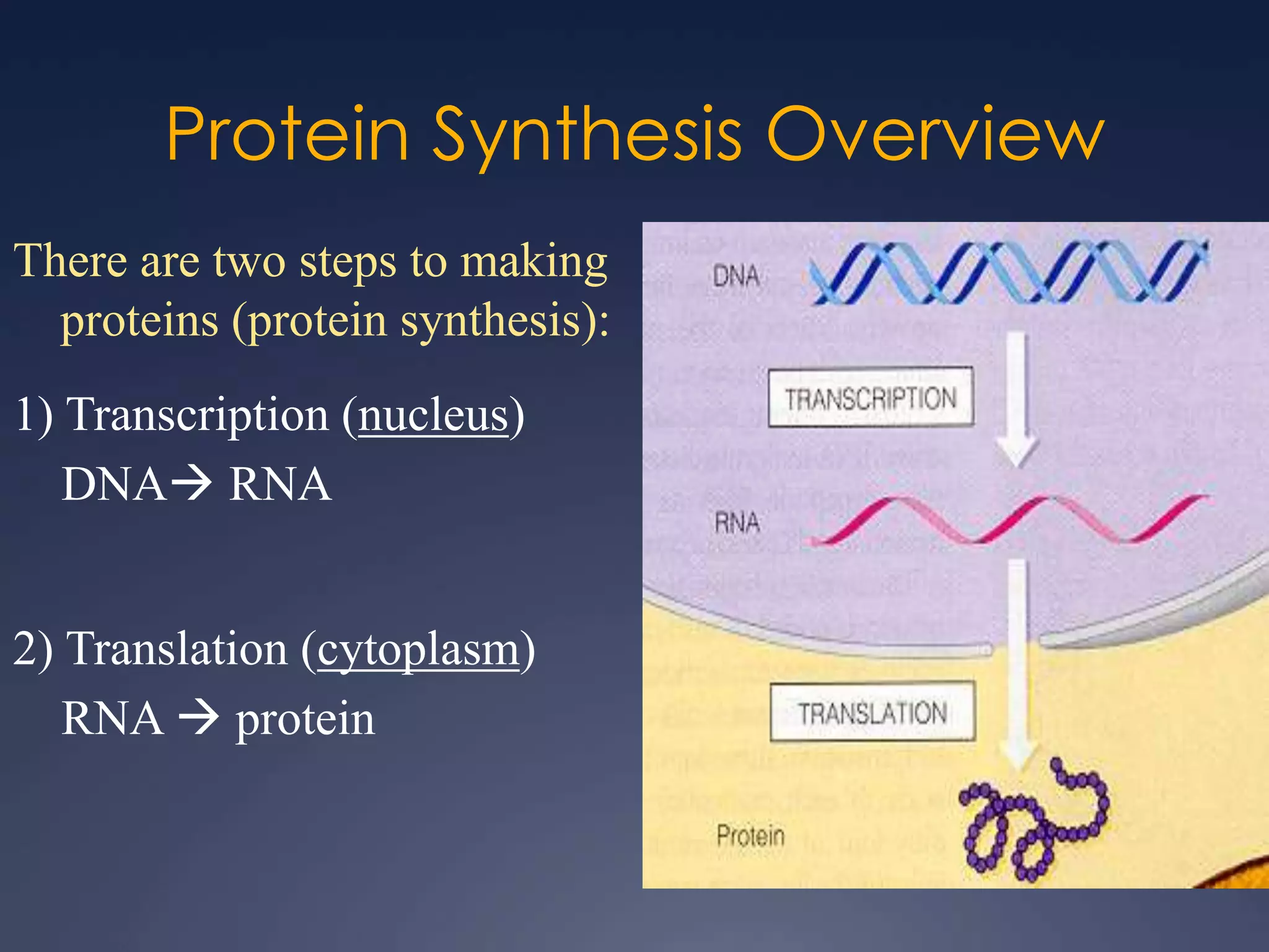 Protein Synthesis Overview
There are two steps to making
proteins (protein synthesis):
1) Transcription (nucleus)
DNA RNA
2) Translation (cytoplasm)
RNA  protein
 