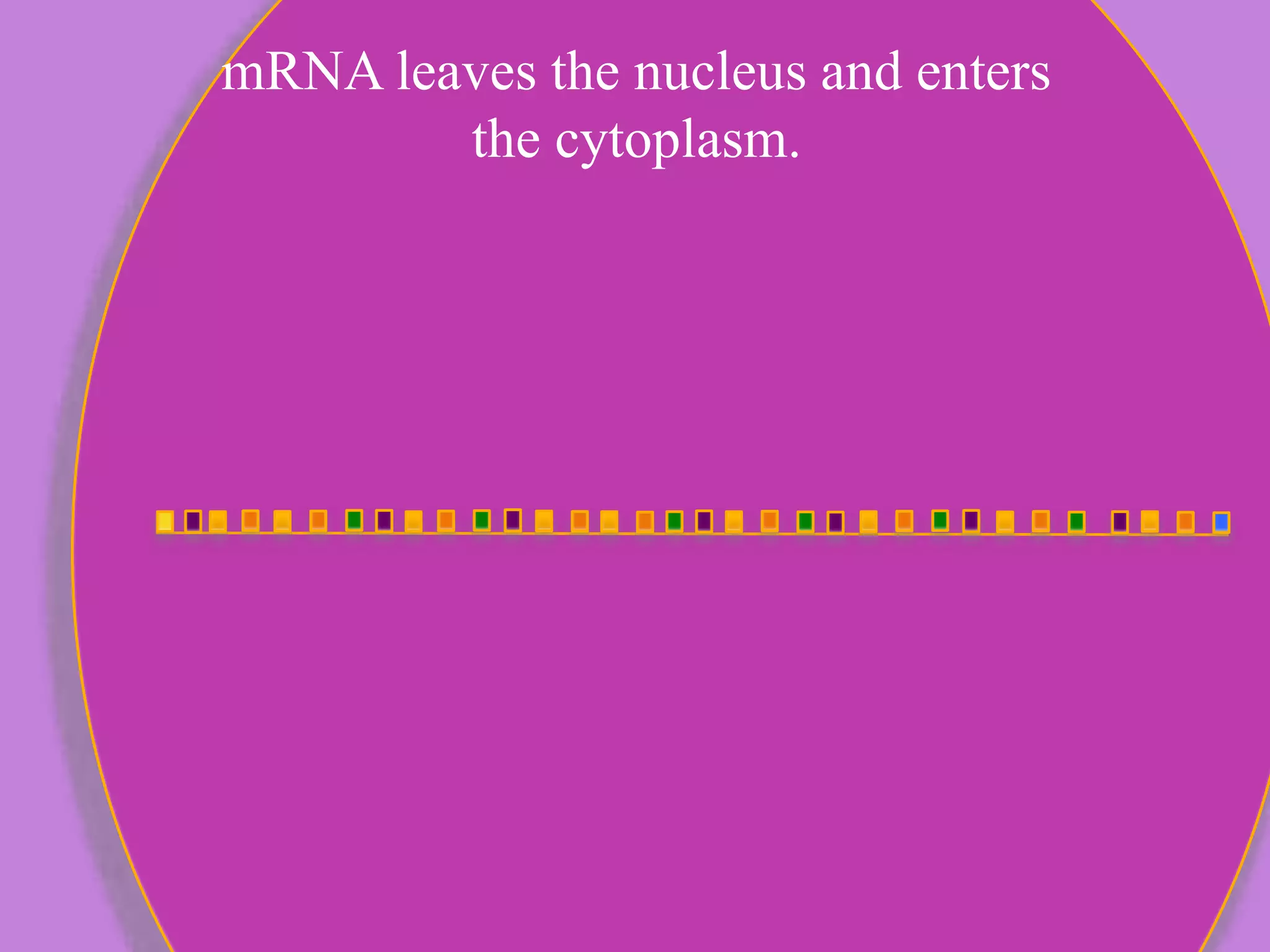 mRNA leaves the nucleus and enters
the cytoplasm.
 