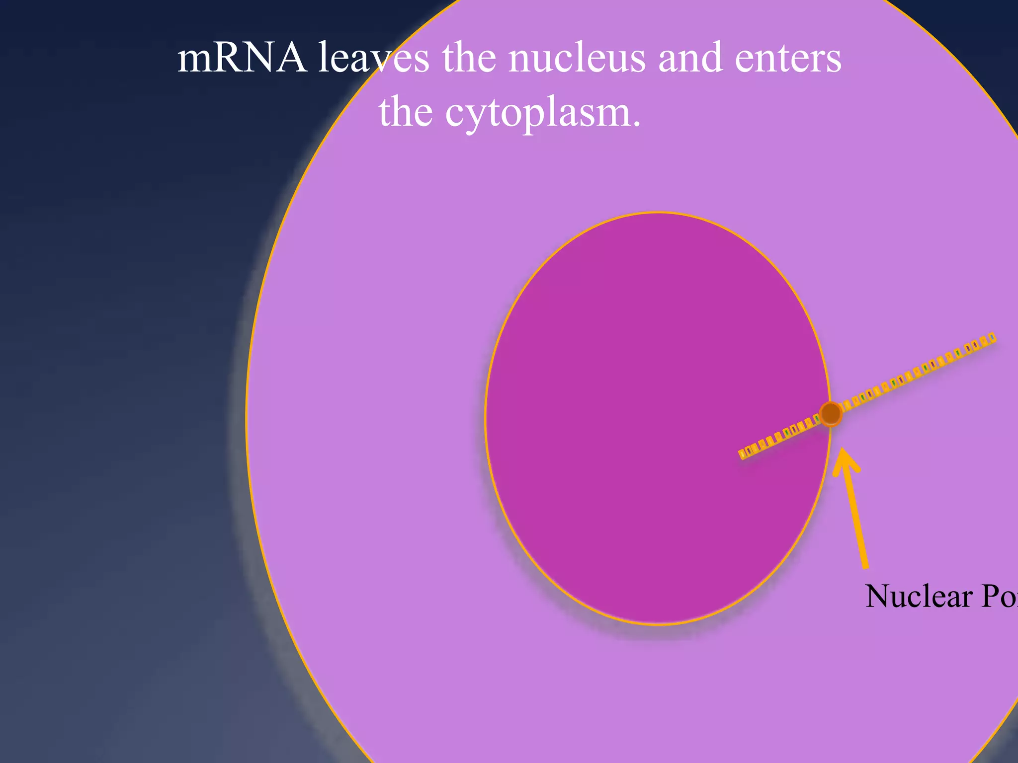 mRNA leaves the nucleus and enters
the cytoplasm.
Nuclear Por
 