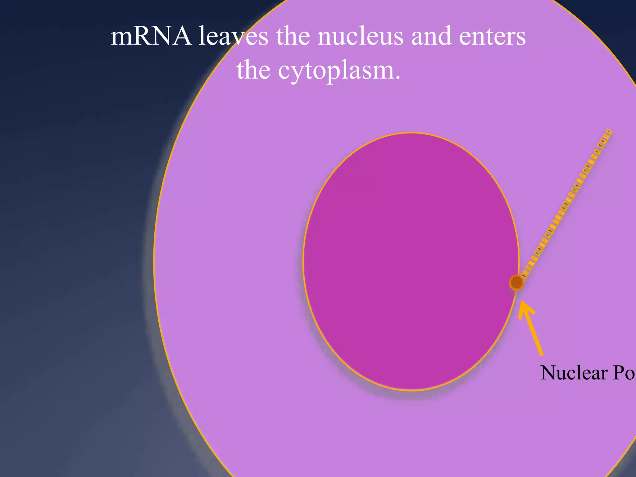 mRNA leaves the nucleus and enters
the cytoplasm.
Nuclear Por
 