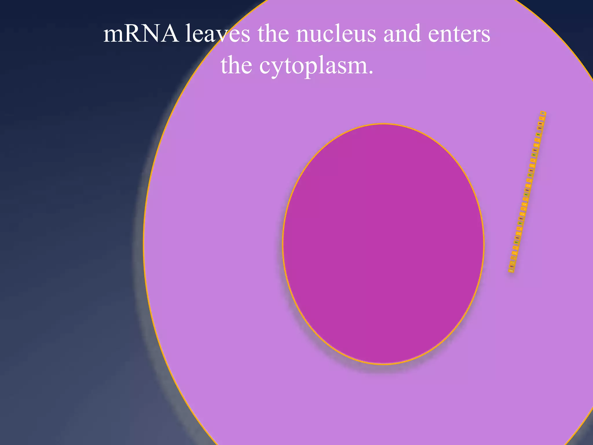 mRNA leaves the nucleus and enters
the cytoplasm.
 
