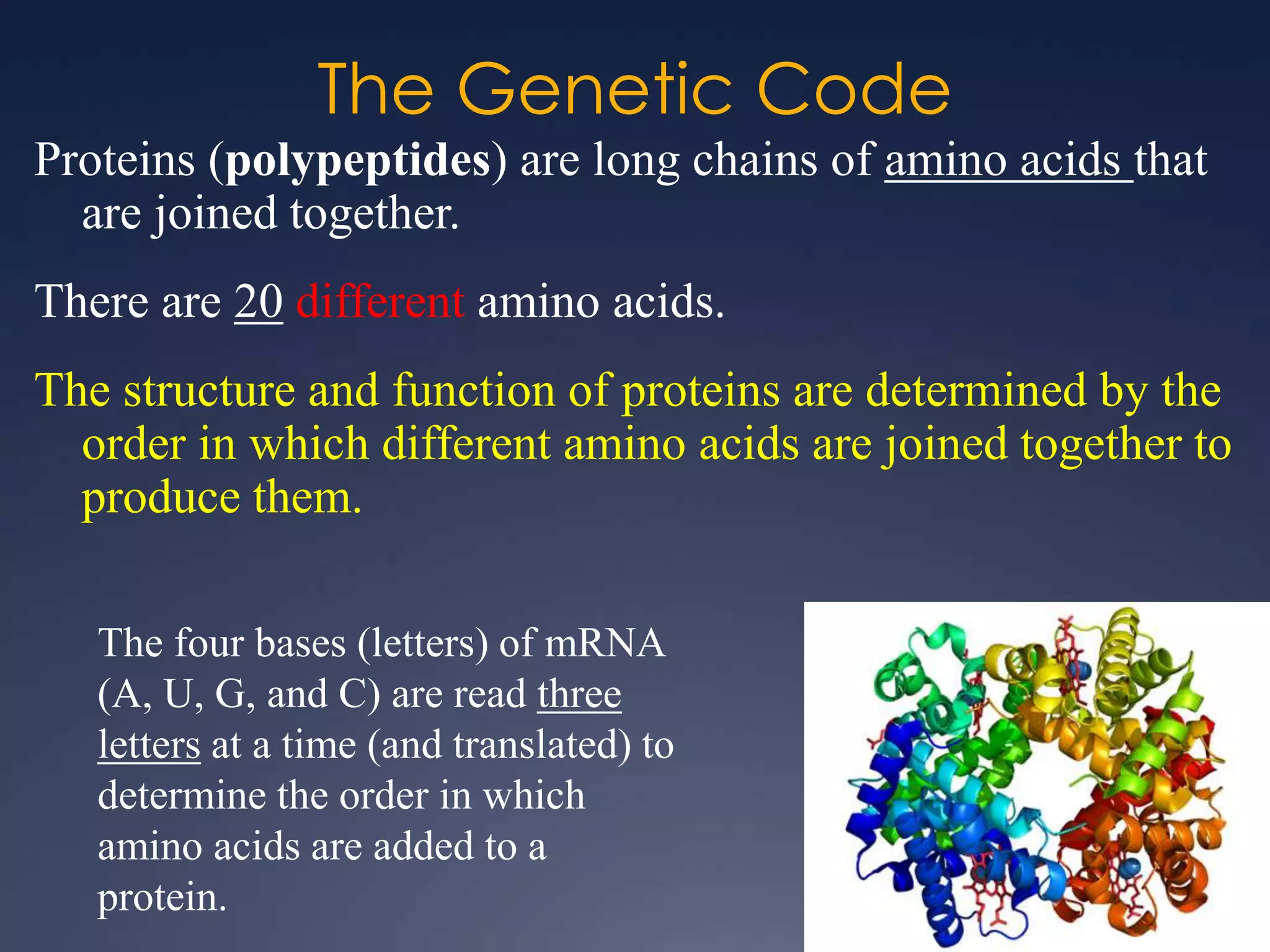 The Genetic Code
Proteins (polypeptides) are long chains of amino acids that
are joined together.
There are 20 different amino acids.
The structure and function of proteins are determined by the
order in which different amino acids are joined together to
produce them.
The four bases (letters) of mRNA
(A, U, G, and C) are read three
letters at a time (and translated) to
determine the order in which
amino acids are added to a
protein.
 