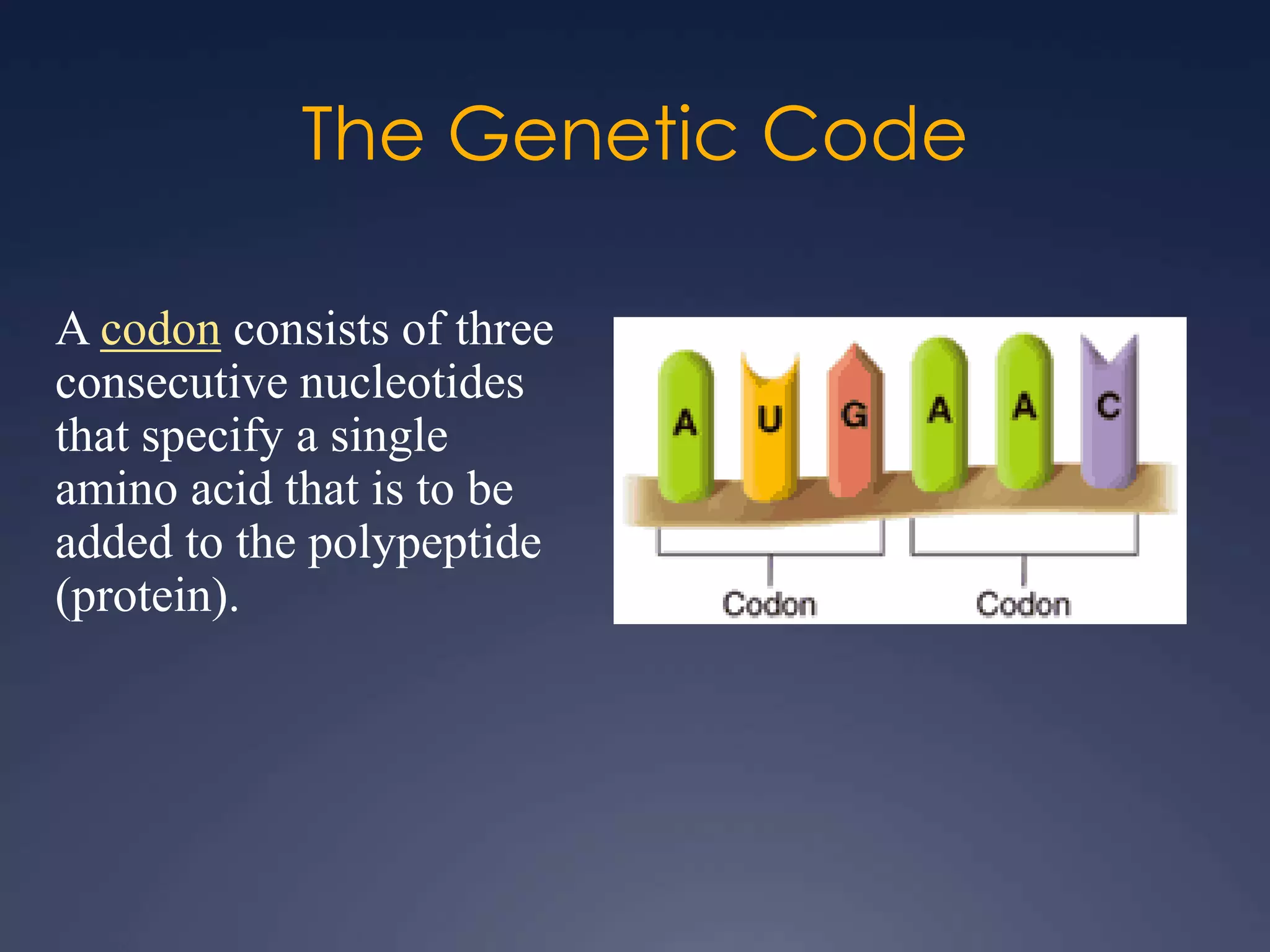 The Genetic Code
A codon consists of three
consecutive nucleotides
that specify a single
amino acid that is to be
added to the polypeptide
(protein).
 