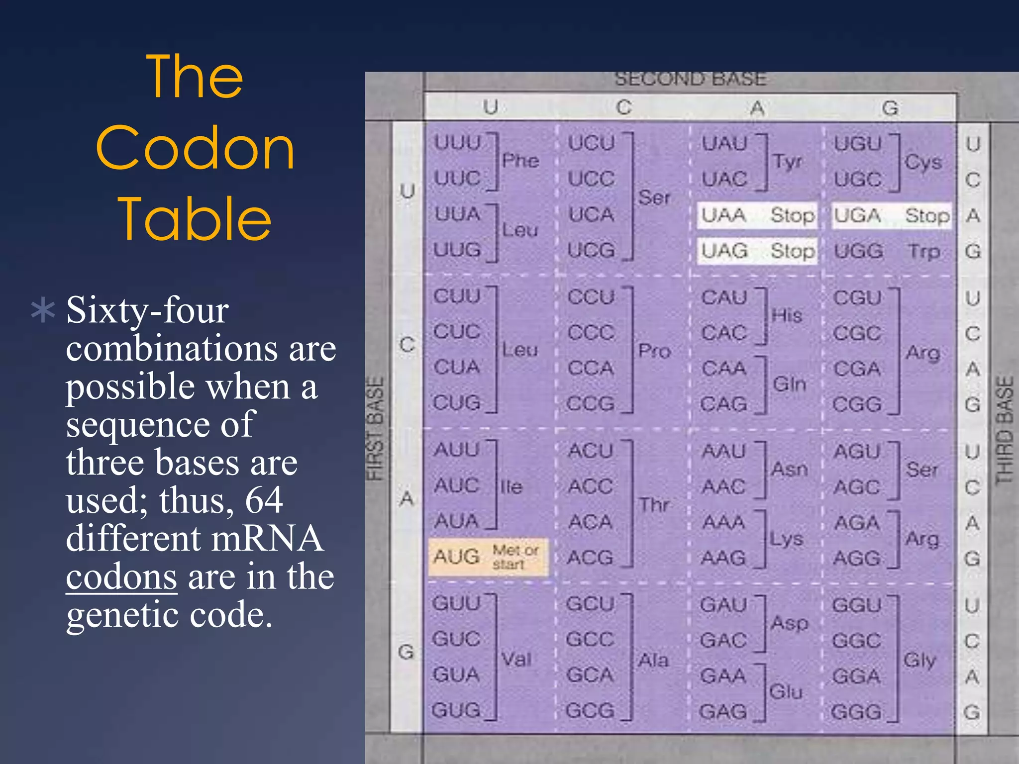The
Codon
Table
 Sixty-four
combinations are
possible when a
sequence of
three bases are
used; thus, 64
different mRNA
codons are in the
genetic code.
 