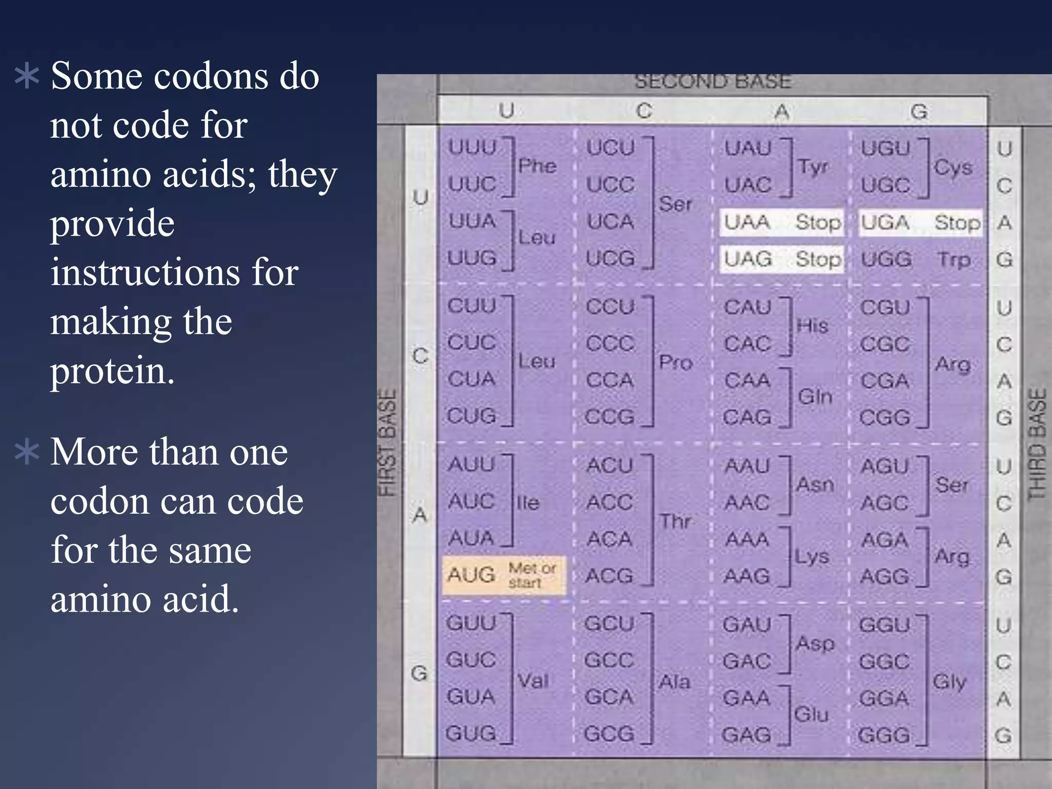  Some codons do
not code for
amino acids; they
provide
instructions for
making the
protein.
 More than one
codon can code
for the same
amino acid.
 