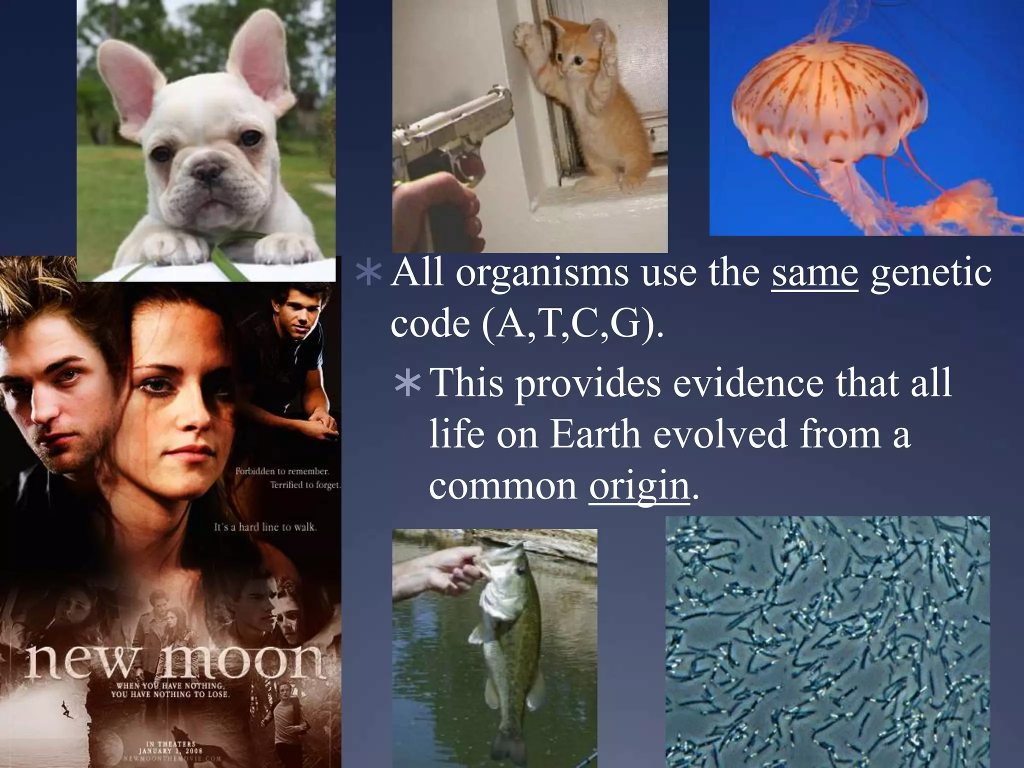 All organisms use the same genetic
code (A,T,C,G).
This provides evidence that all
life on Earth evolved from a
common origin.
 