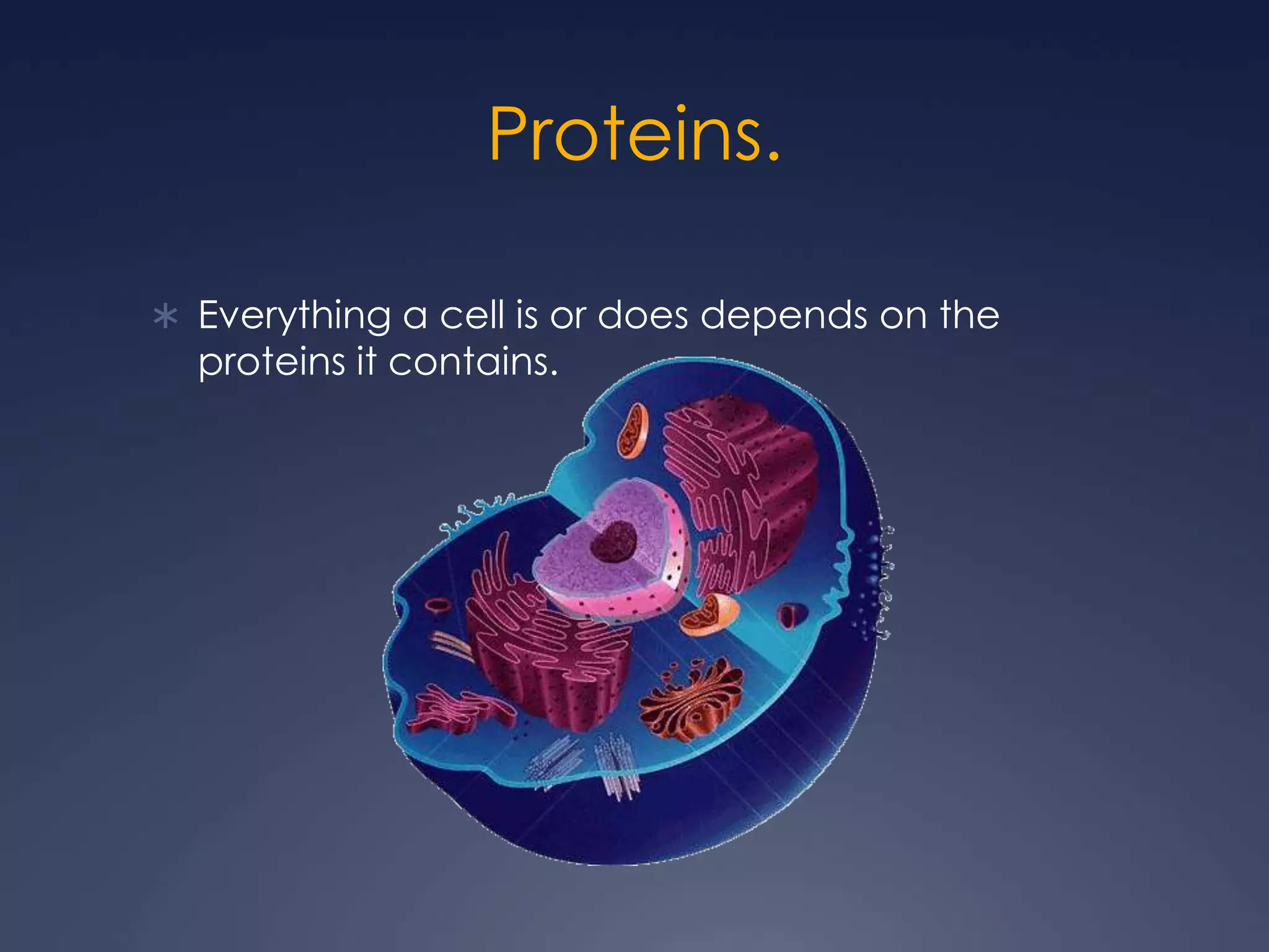 Proteins.
 Everything a cell is or does depends on the
proteins it contains.
 
