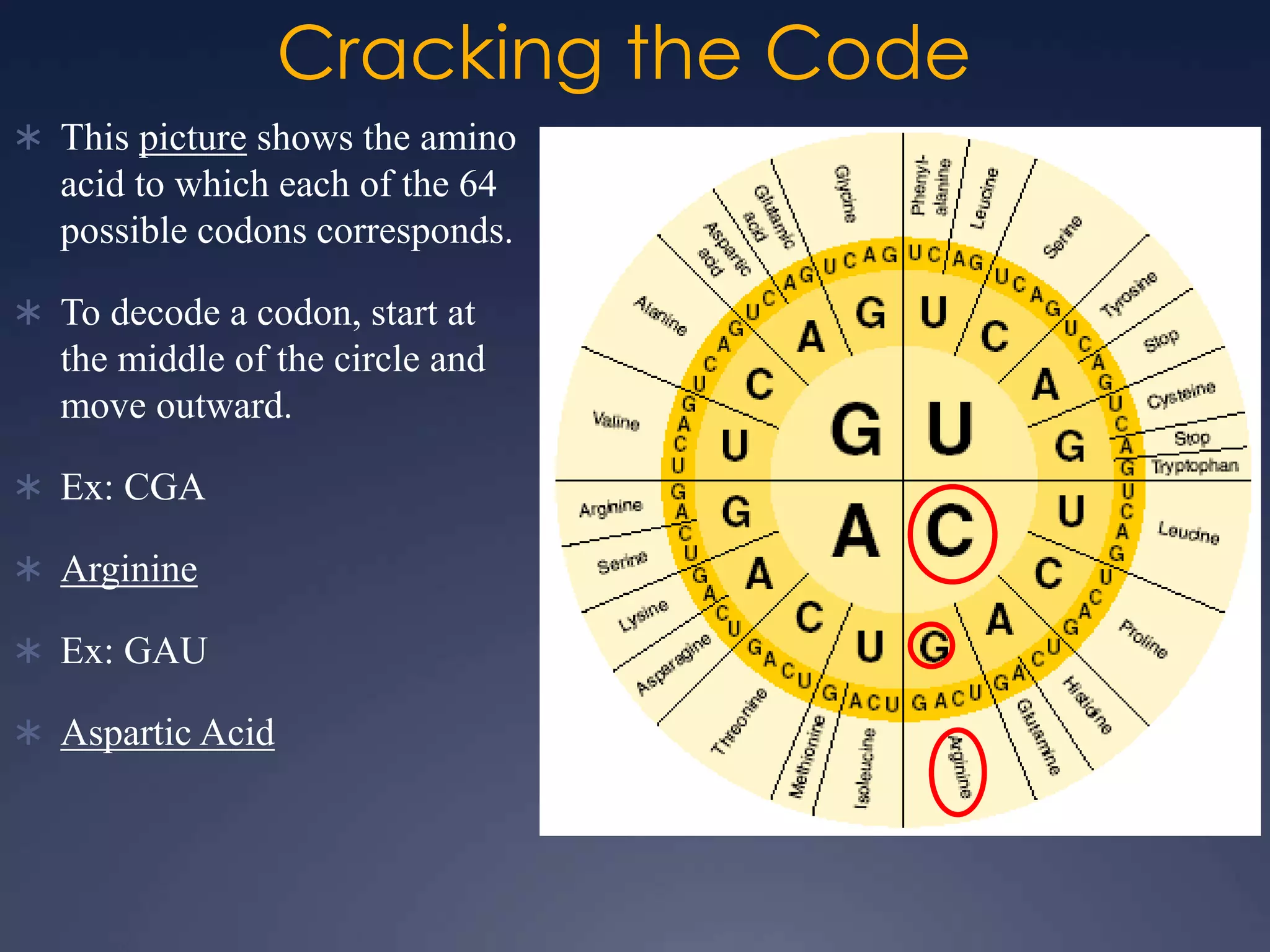 Cracking the Code
 This picture shows the amino
acid to which each of the 64
possible codons corresponds.
 To decode a codon, start at
the middle of the circle and
move outward.
 Ex: CGA
 Arginine
 Ex: GAU
 Aspartic Acid
 