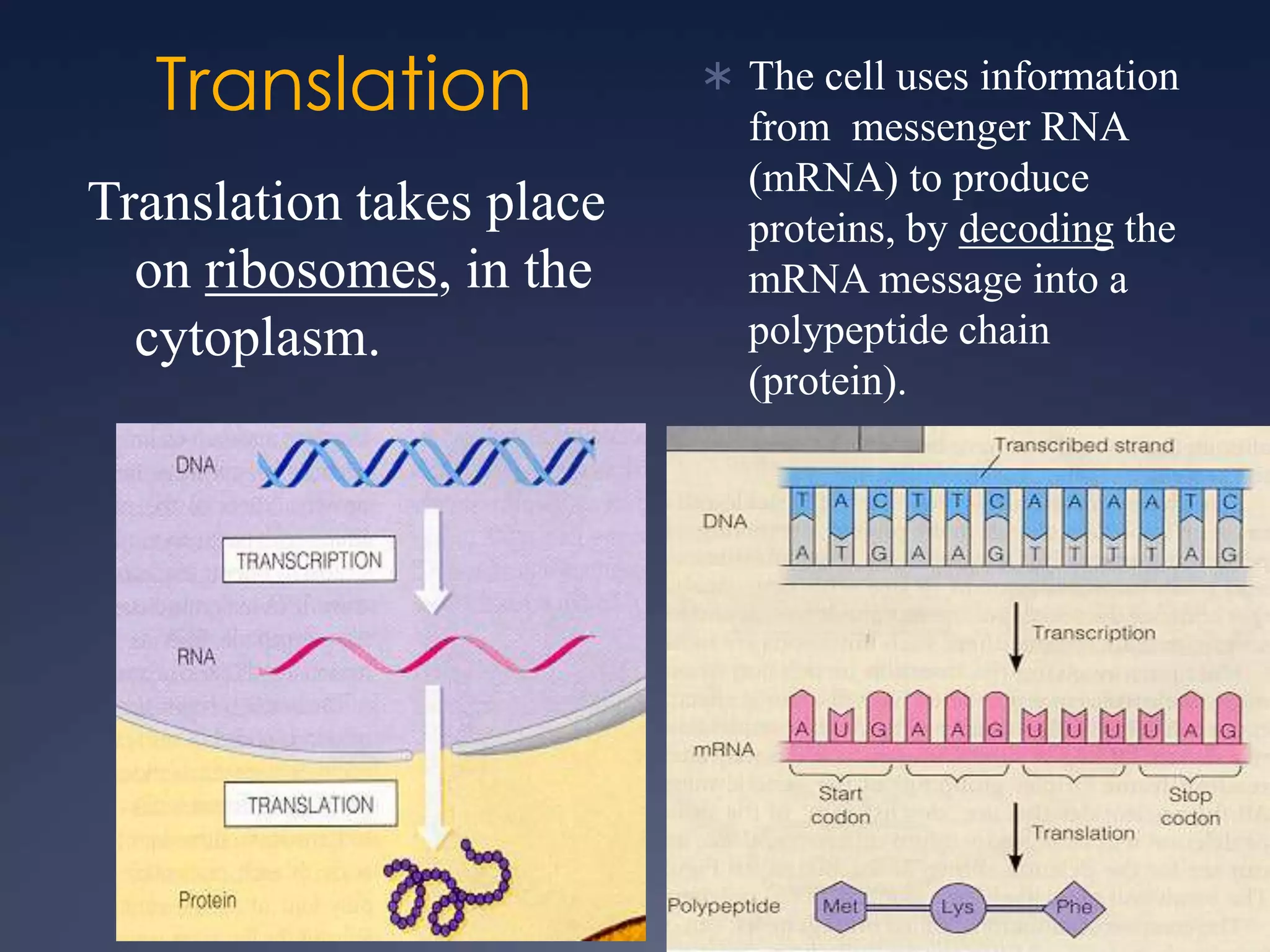 Translation
Translation takes place
on ribosomes, in the
cytoplasm.
 The cell uses information
from messenger RNA
(mRNA) to produce
proteins, by decoding the
mRNA message into a
polypeptide chain
(protein).
 