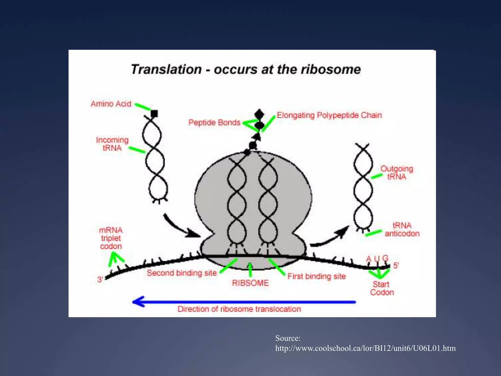 Source:
http://www.coolschool.ca/lor/BI12/unit6/U06L01.htm
 