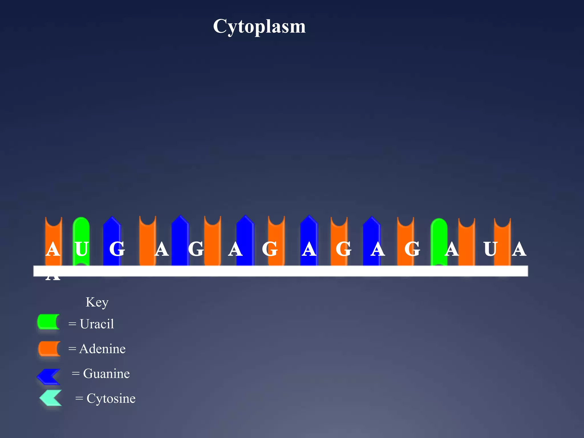 Key
= Uracil
= Adenine
= Guanine
= Cytosine
Cytoplasm
 