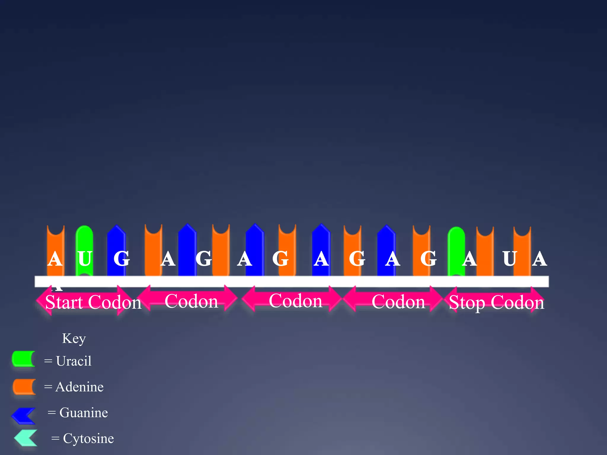 Key
= Uracil
= Adenine
= Guanine
= Cytosine
Start Codon Codon Codon Codon Stop Codon
 