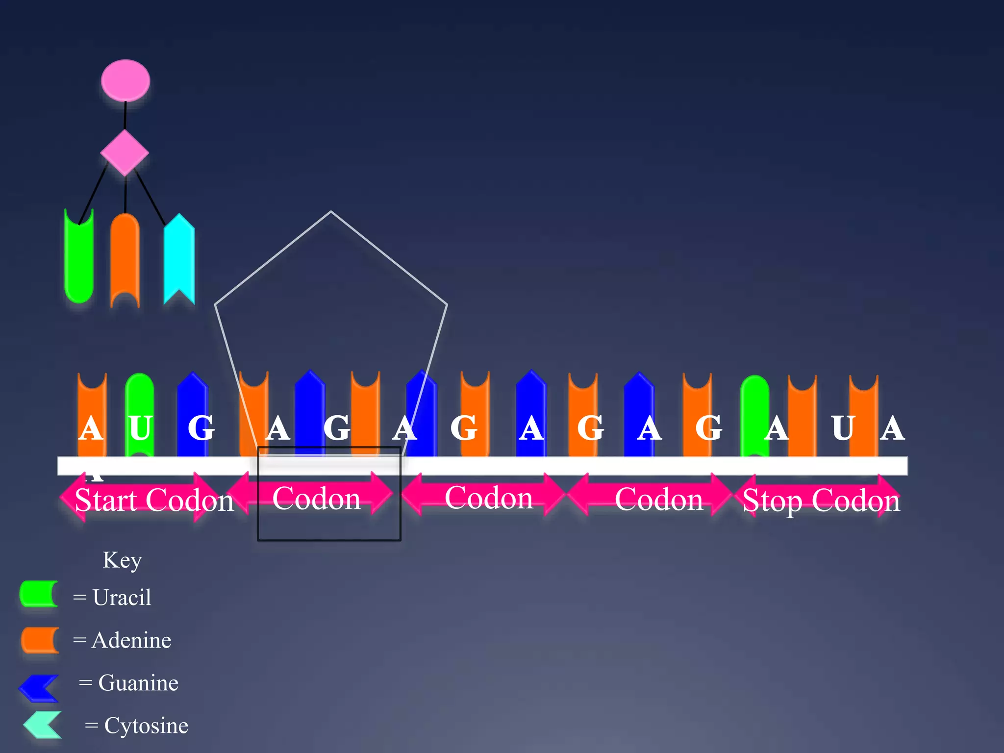 Key
= Uracil
= Adenine
= Guanine
= Cytosine
Start Codon Codon Codon Codon Stop Codon
 
