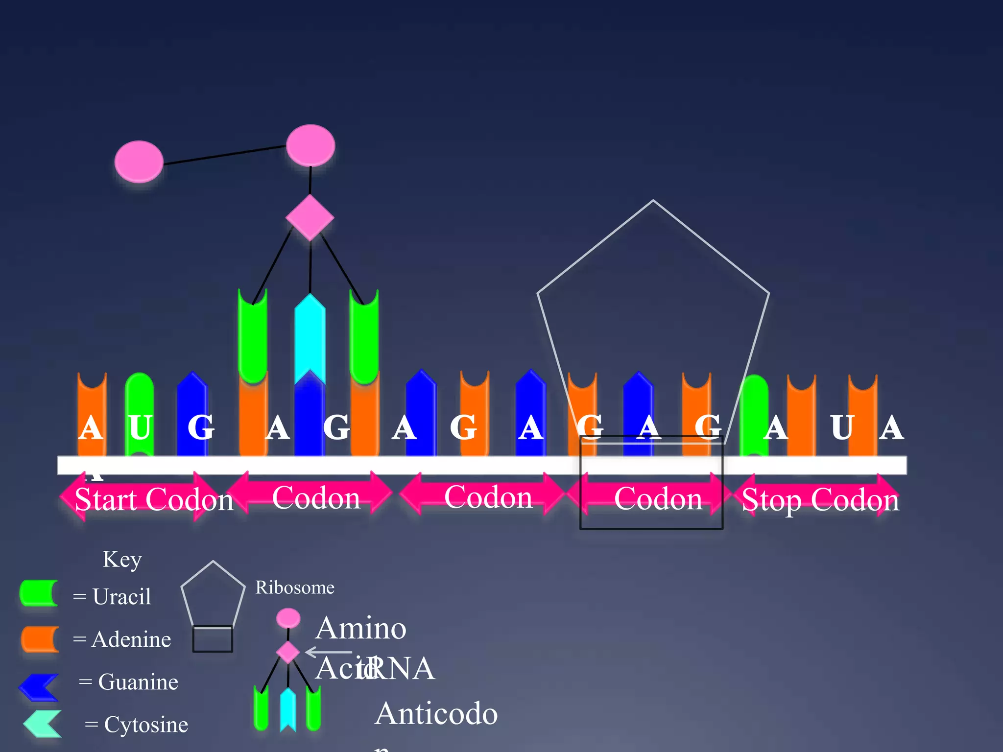 Key
= Uracil
= Adenine
= Guanine
= Cytosine
Start Codon Codon Codon Codon Stop Codon
Ribosome
Anticodo
Amino
AcidtRNA
 