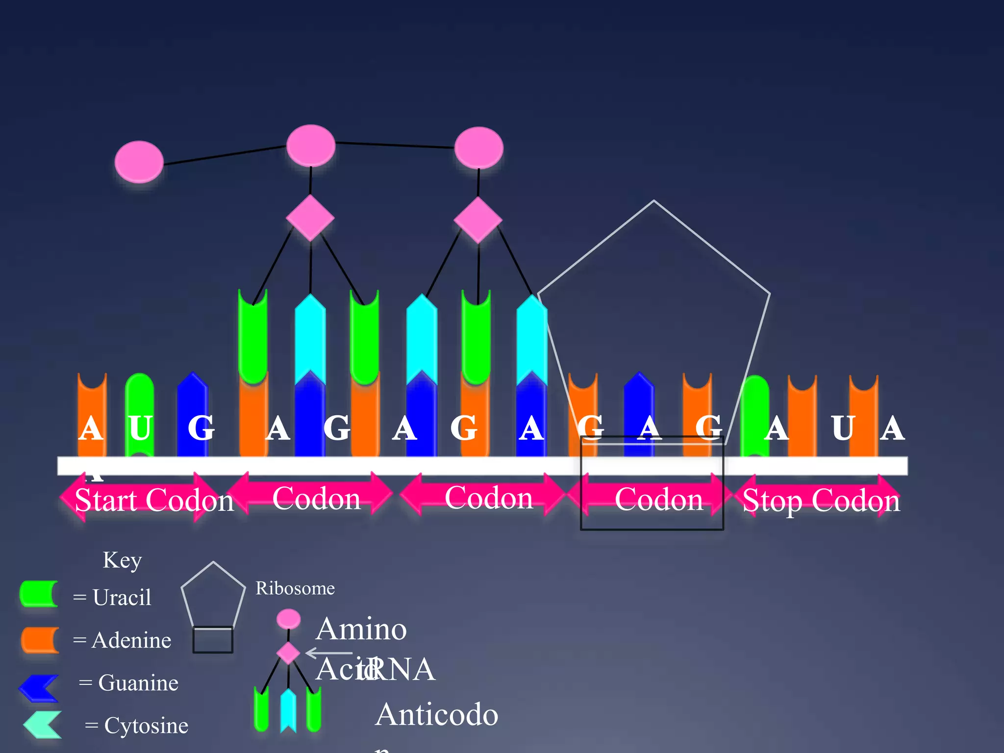 Key
= Uracil
= Adenine
= Guanine
= Cytosine
Start Codon Codon Codon Codon Stop Codon
Ribosome
Anticodo
Amino
AcidtRNA
 