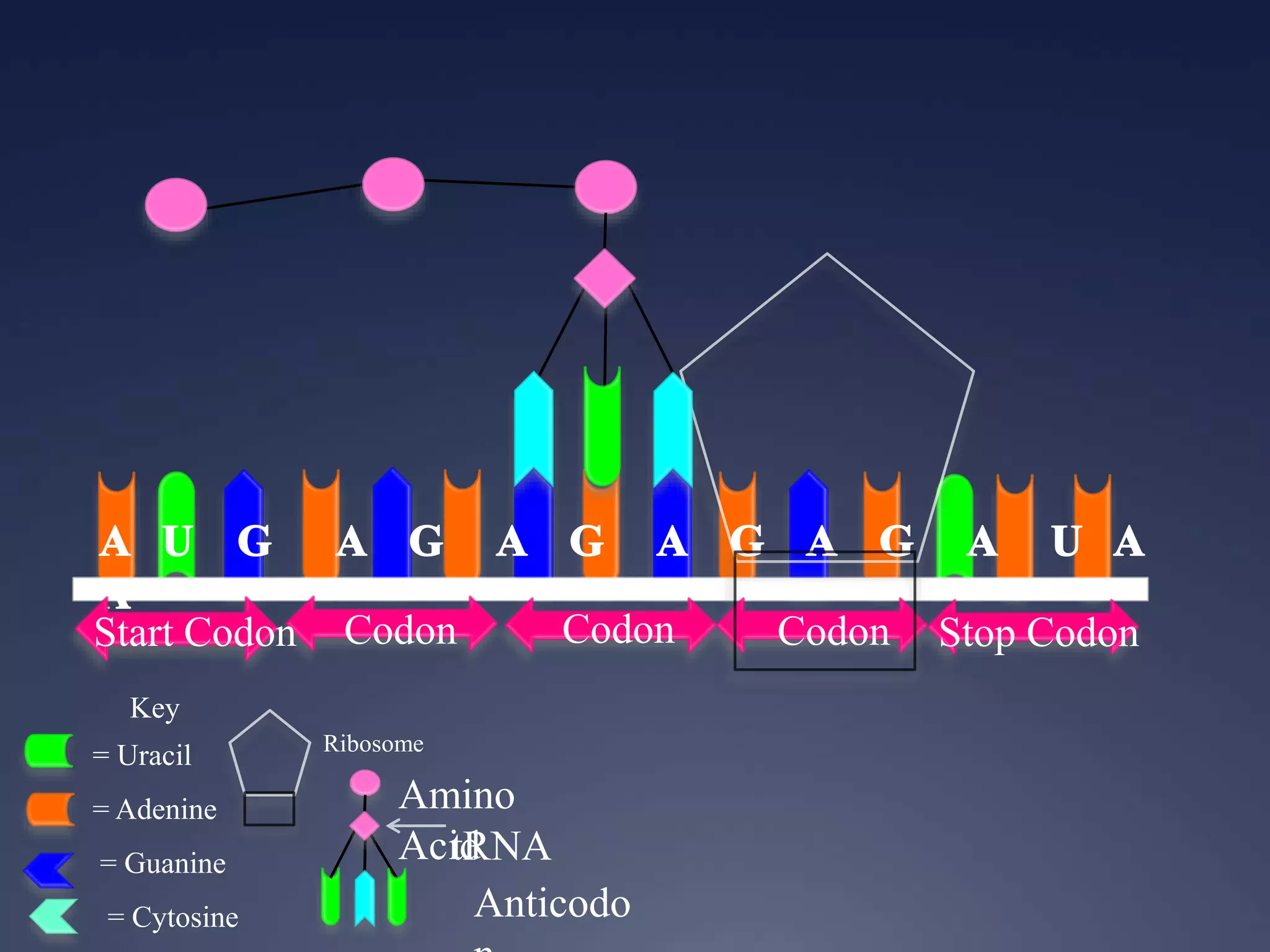 Key
= Uracil
= Adenine
= Guanine
= Cytosine
Start Codon Codon Codon Codon Stop Codon
Ribosome
Anticodo
Amino
AcidtRNA
 