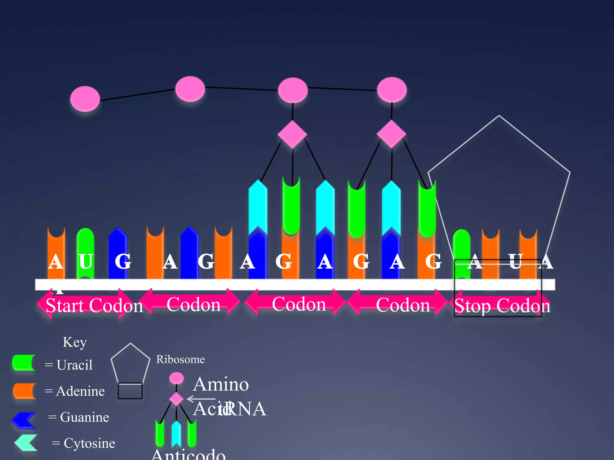 Key
= Uracil
= Adenine
= Guanine
= Cytosine
Start Codon Codon Codon Codon Stop Codon
Ribosome
Amino
AcidtRNA
 