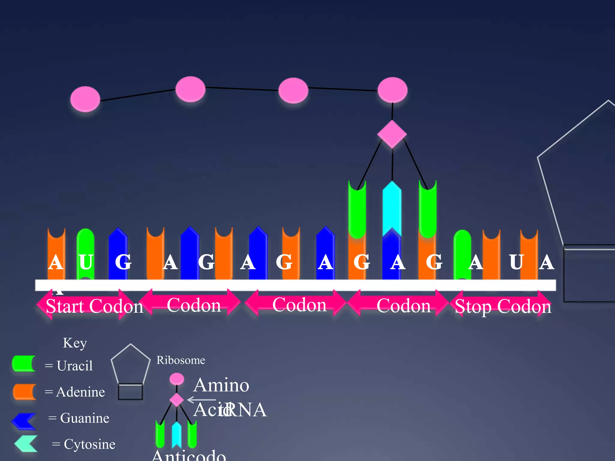 Key
= Uracil
= Adenine
= Guanine
= Cytosine
Start Codon Codon Codon Codon Stop Codon
Ribosome
Amino
AcidtRNA
 