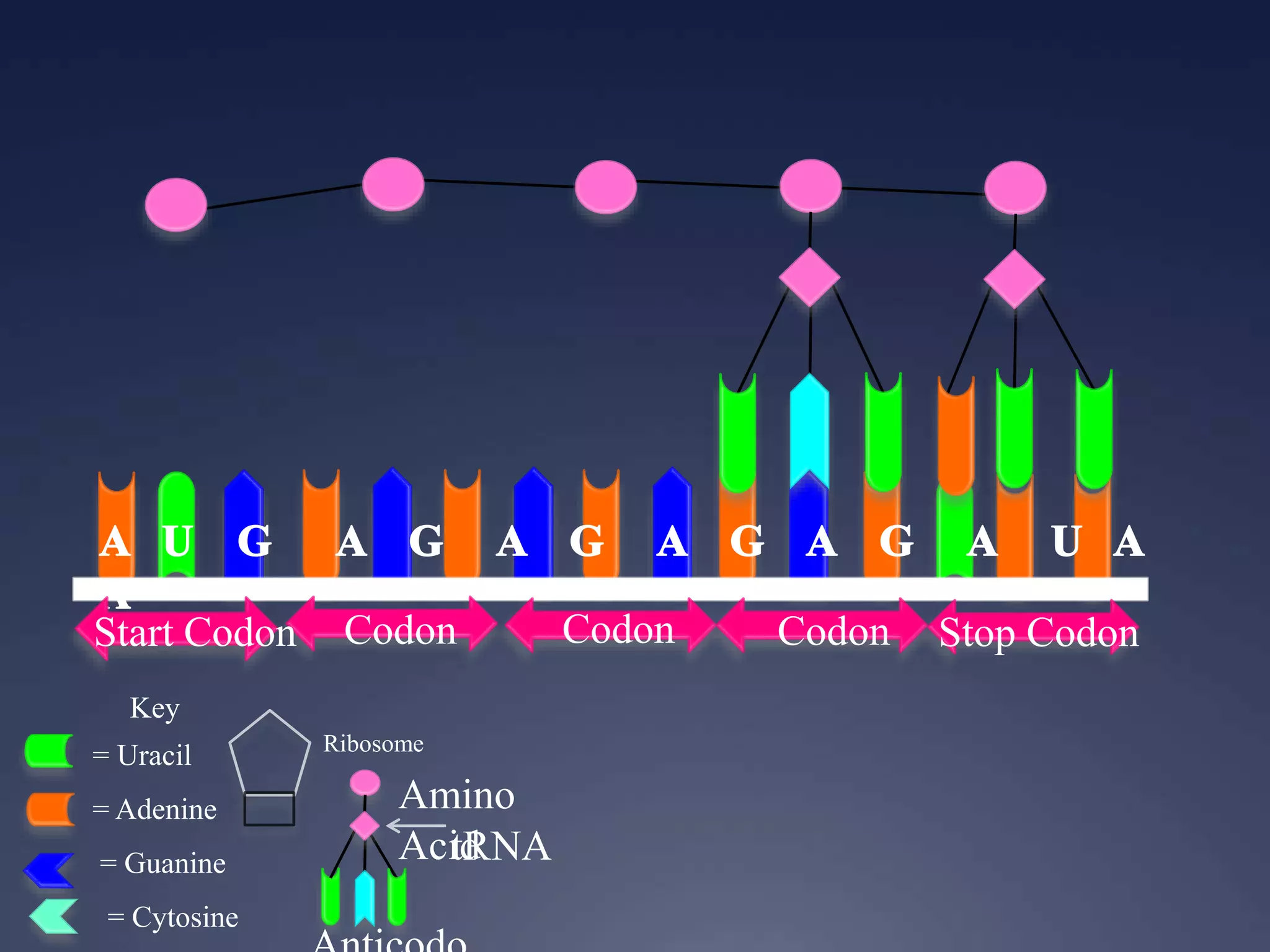 Key
= Uracil
= Adenine
= Guanine
= Cytosine
Start Codon Codon Codon Codon Stop Codon
Ribosome
Amino
AcidtRNA
 