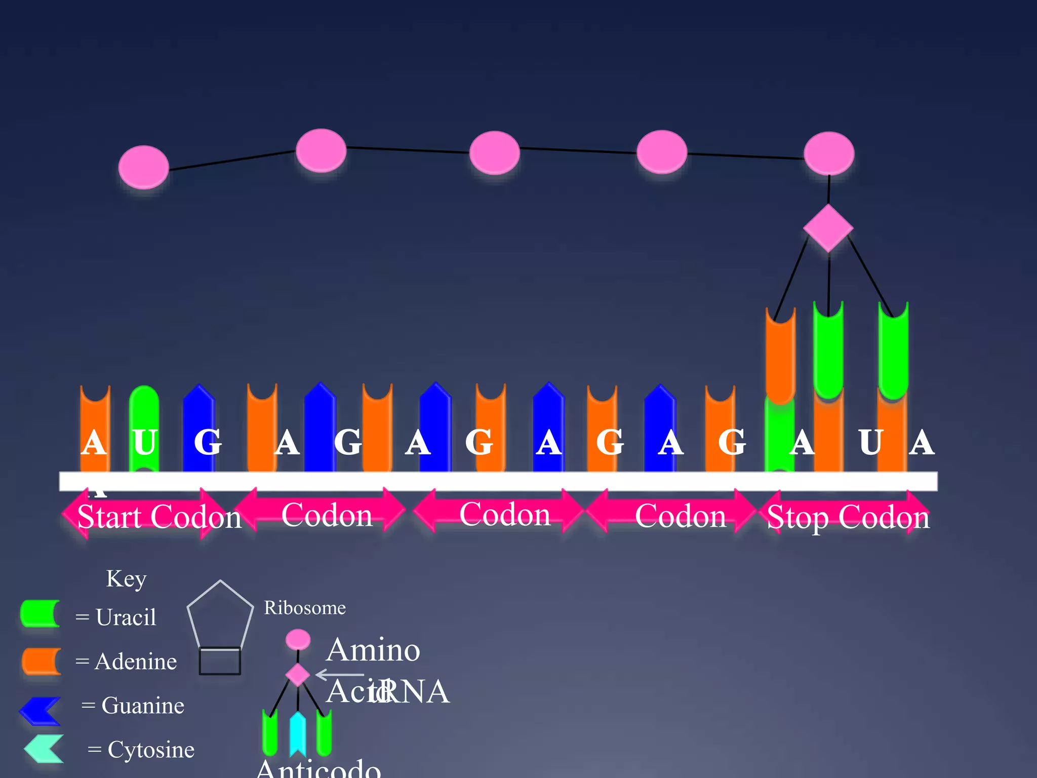 Key
= Uracil
= Adenine
= Guanine
= Cytosine
Start Codon Codon Codon Codon Stop Codon
Ribosome
Amino
AcidtRNA
 