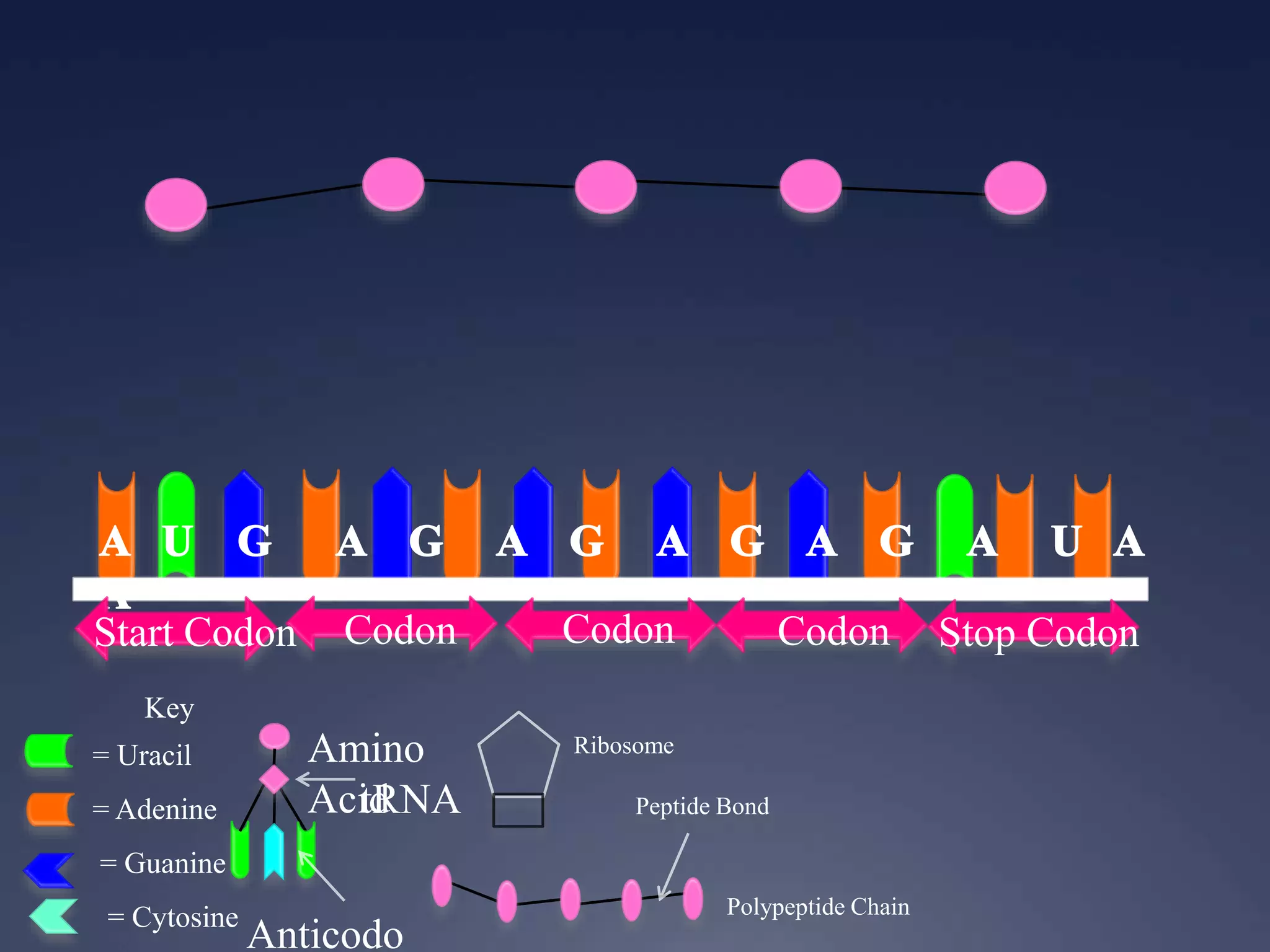 Key
= Uracil
= Adenine
= Guanine
= Cytosine
Start Codon Codon Codon Codon Stop Codon
Ribosome
Anticodo
Amino
AcidtRNA
Polypeptide Chain
Peptide Bond
 