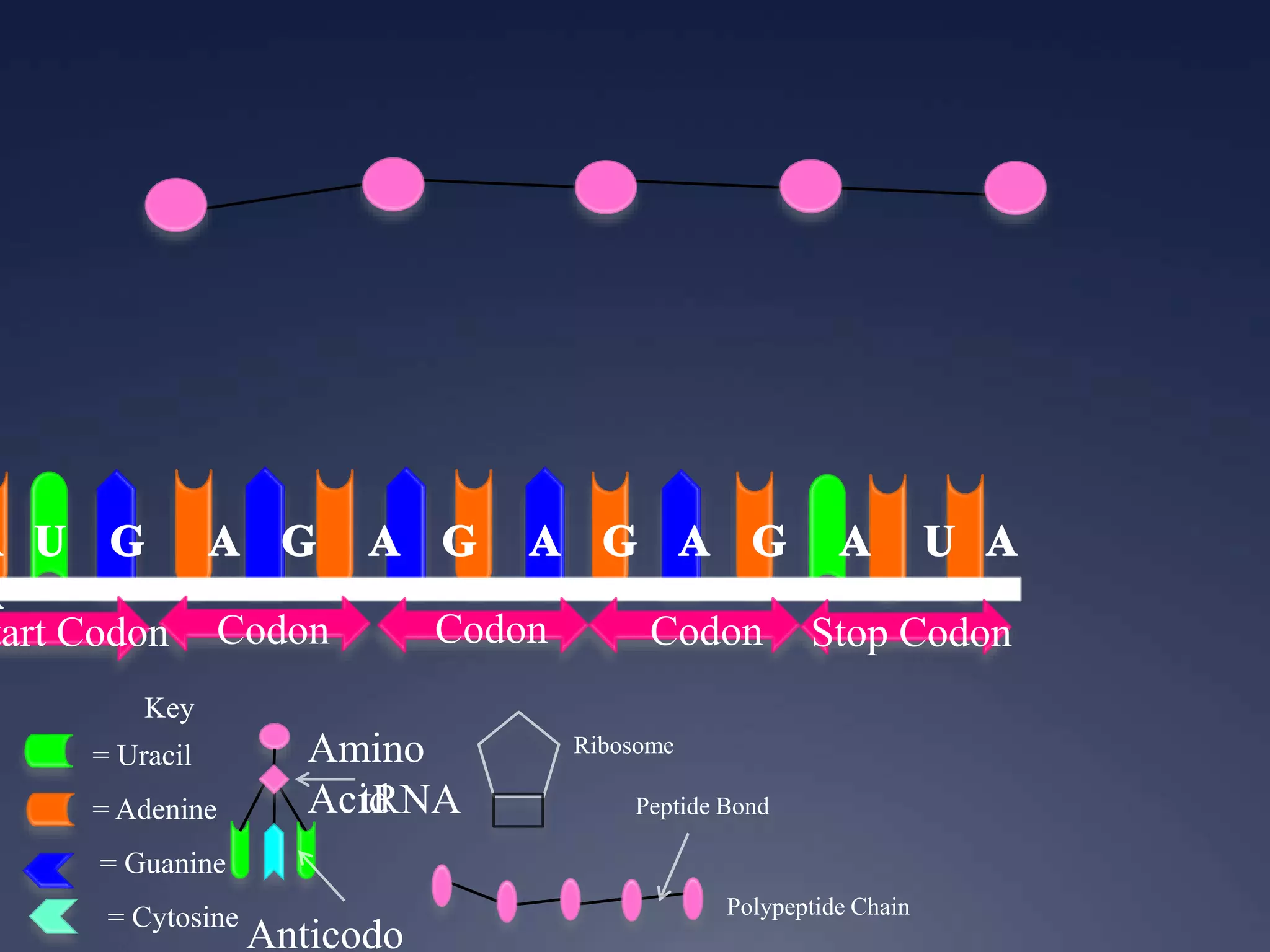 Key
= Uracil
= Adenine
= Guanine
= Cytosine
tart Codon Codon Codon Codon Stop Codon
Ribosome
Anticodo
Amino
AcidtRNA
Polypeptide Chain
Peptide Bond
 