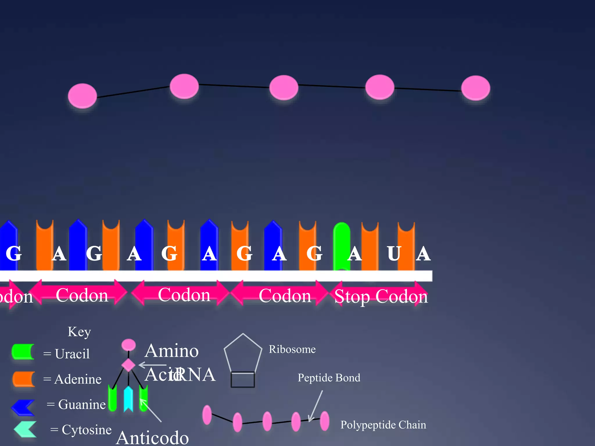 Key
= Uracil
= Adenine
= Guanine
= Cytosine
odon Codon Codon Codon Stop Codon
Ribosome
Anticodo
Amino
AcidtRNA
Polypeptide Chain
Peptide Bond
 