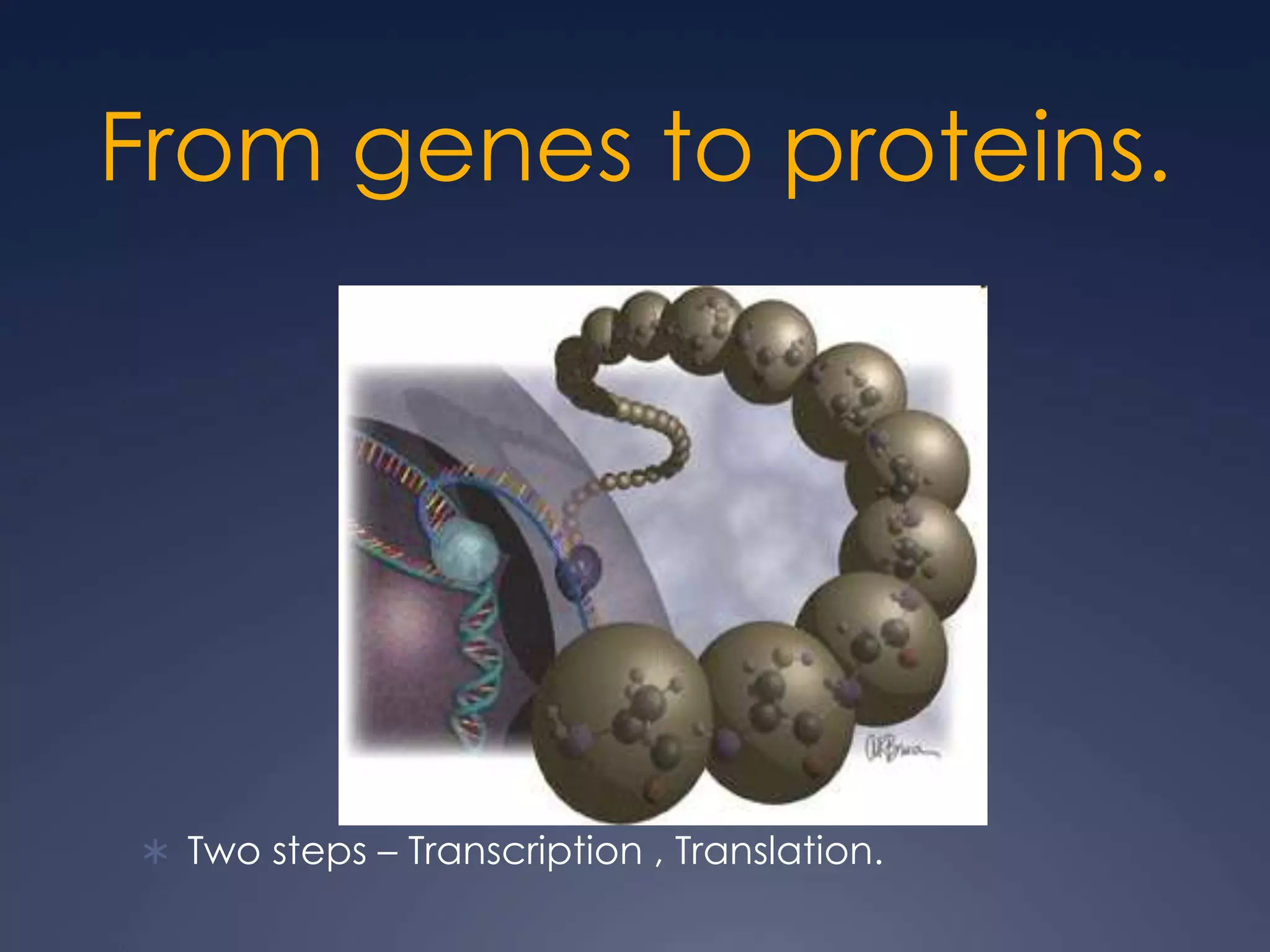 From genes to proteins.
 Two steps – Transcription , Translation.
 