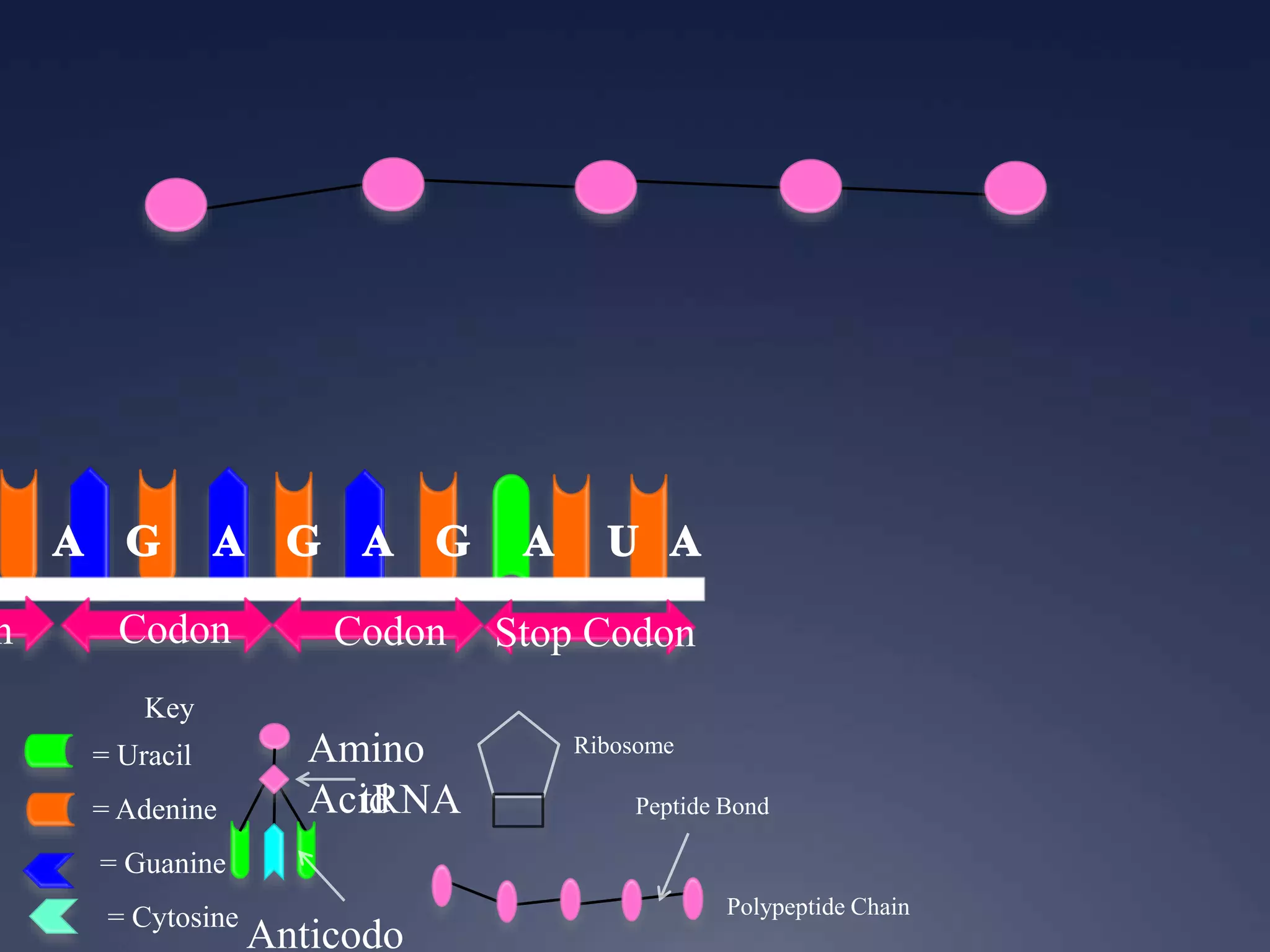 Key
= Uracil
= Adenine
= Guanine
= Cytosine
n Codon Codon Stop Codon
Ribosome
Anticodo
Amino
AcidtRNA
Polypeptide Chain
Peptide Bond
 