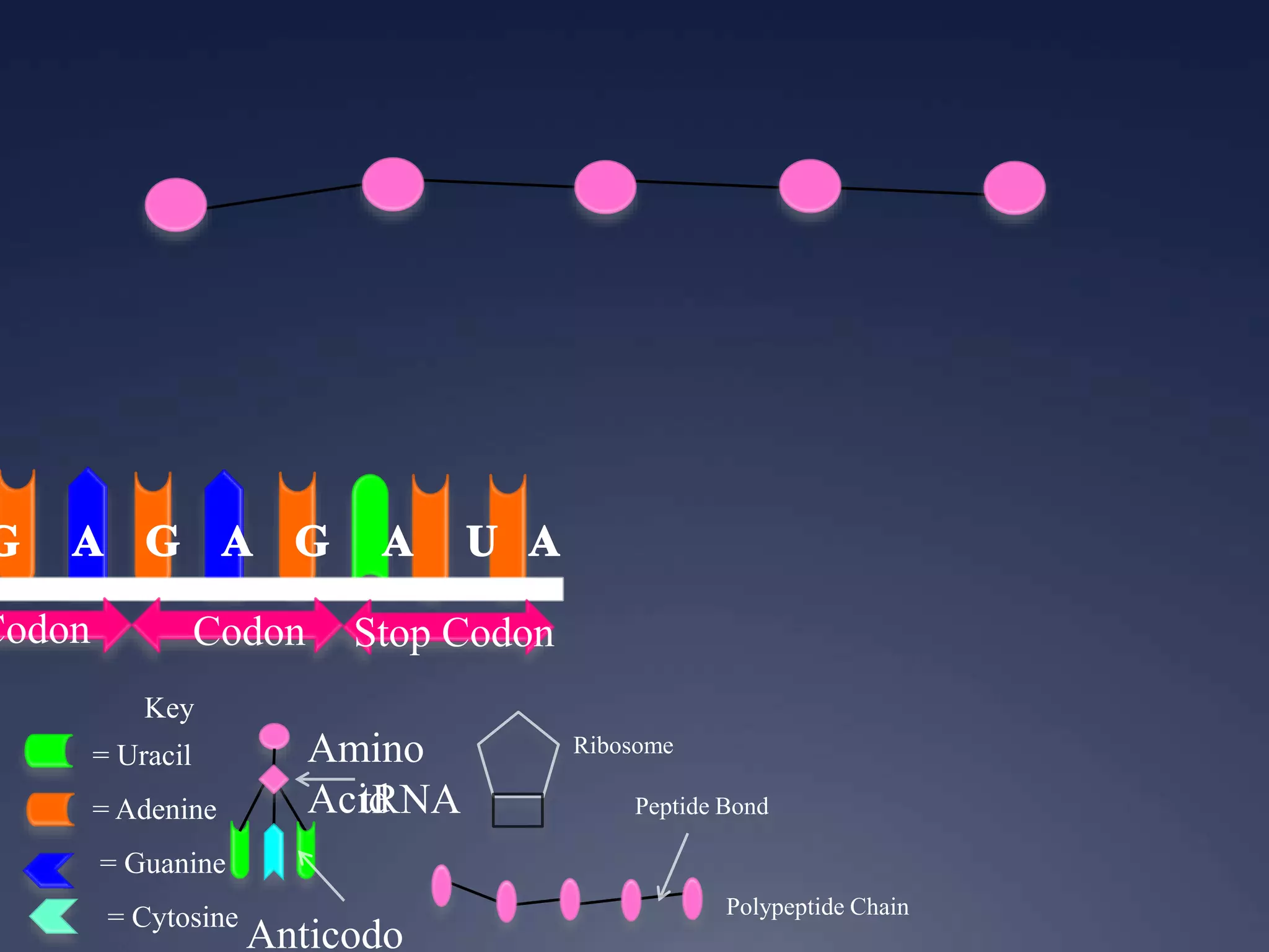 Key
= Uracil
= Adenine
= Guanine
= Cytosine
Codon Codon Stop Codon
Ribosome
Anticodo
Amino
AcidtRNA
Polypeptide Chain
Peptide Bond
 