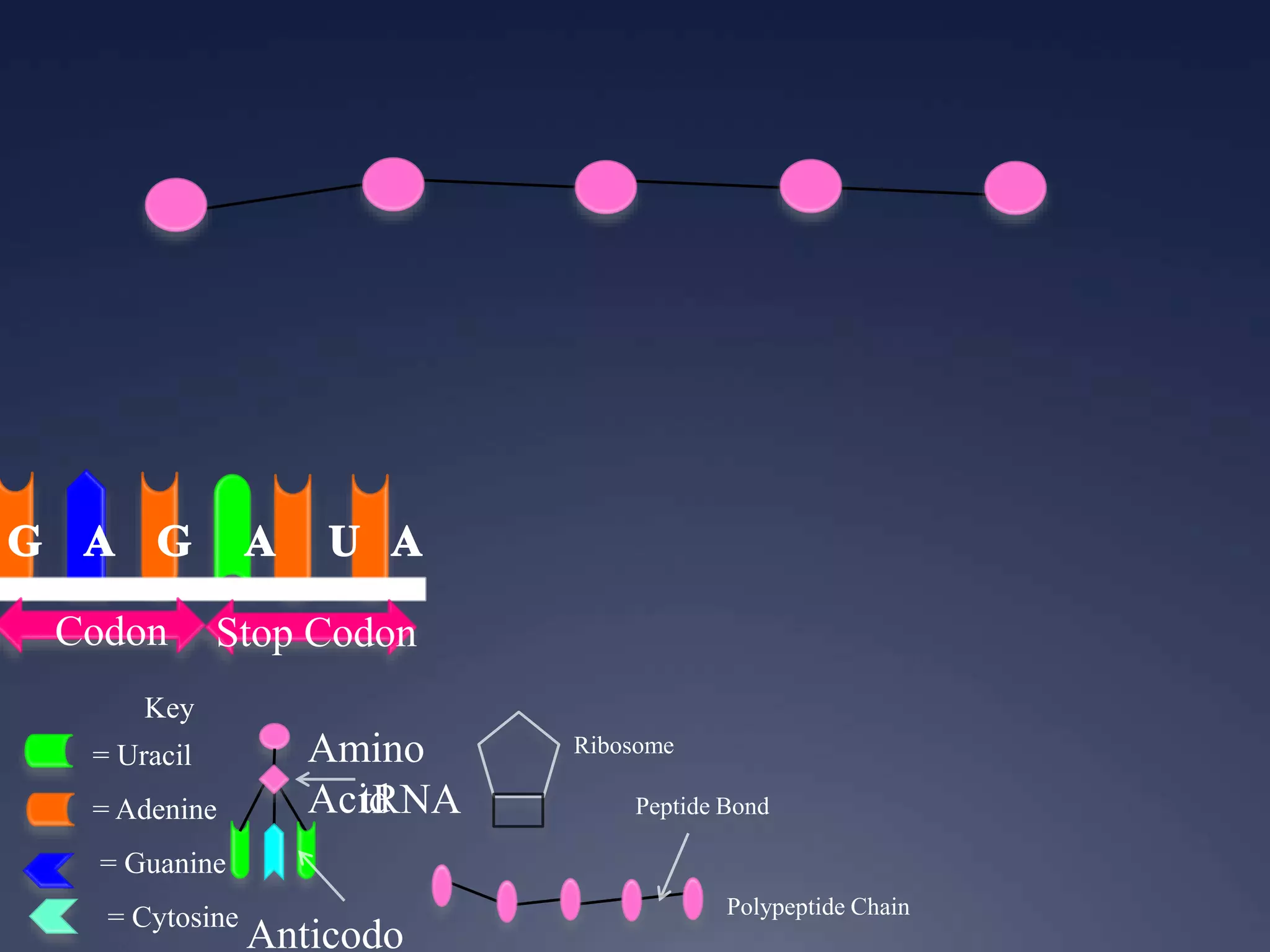 Key
= Uracil
= Adenine
= Guanine
= Cytosine
Codon Stop Codon
Ribosome
Anticodo
Amino
AcidtRNA
Polypeptide Chain
Peptide Bond
 