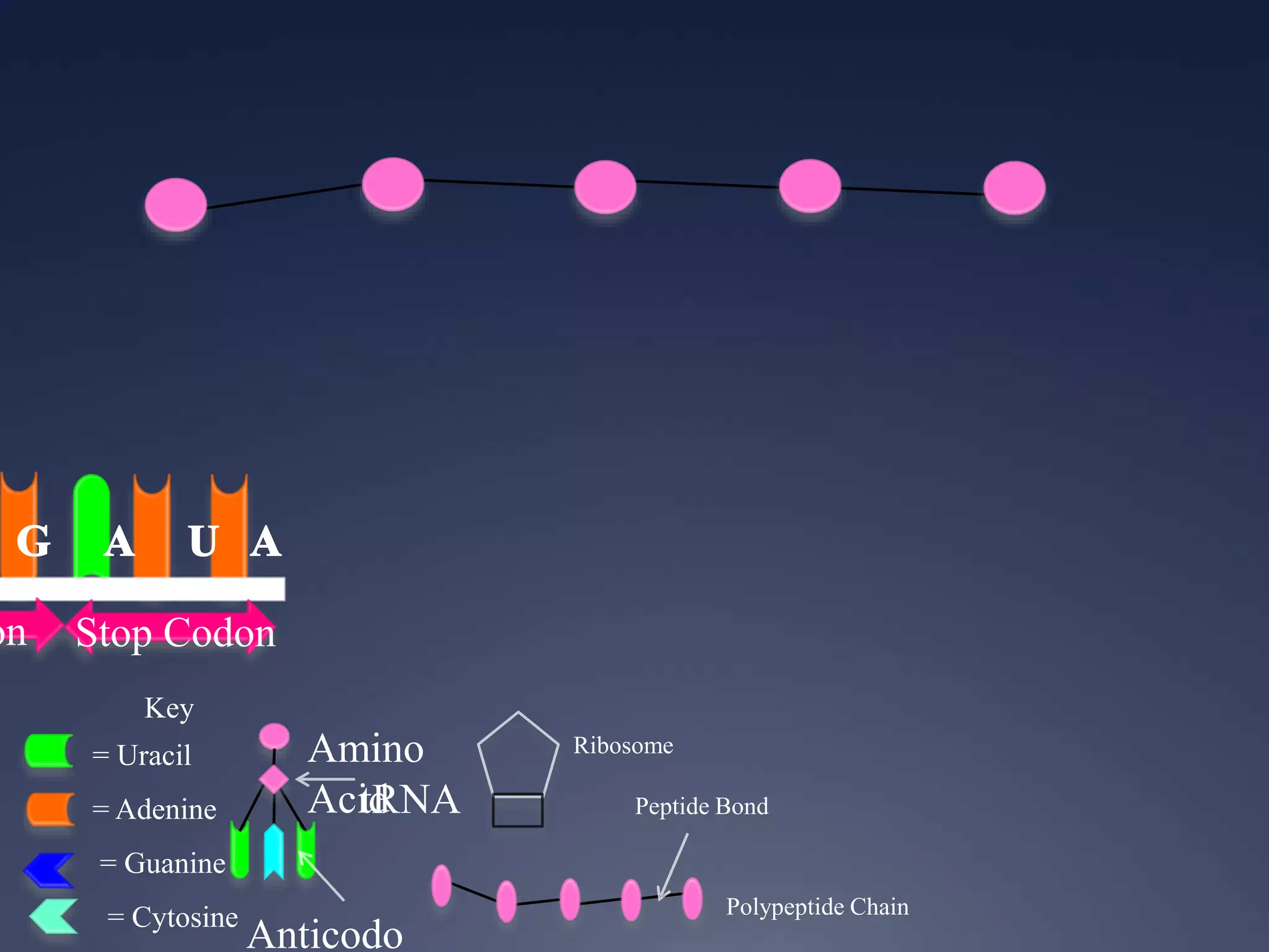 Key
= Uracil
= Adenine
= Guanine
= Cytosine
on Stop Codon
Ribosome
Anticodo
Amino
AcidtRNA
Polypeptide Chain
Peptide Bond
 