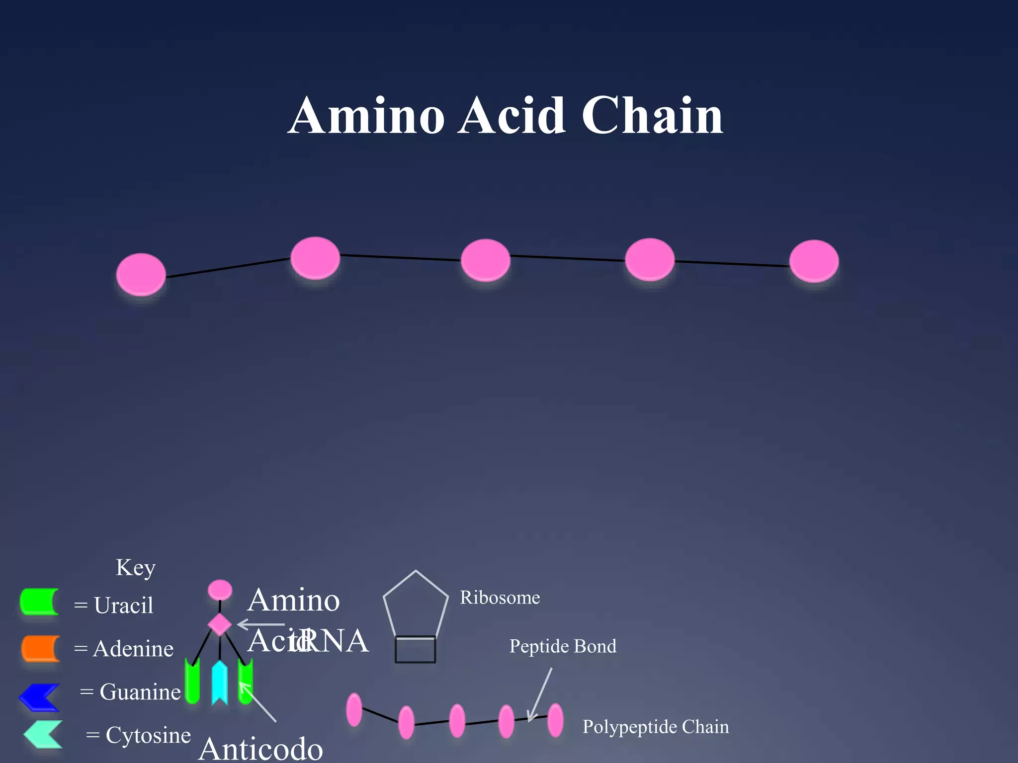 Key
= Uracil
= Adenine
= Guanine
= Cytosine
Ribosome
Anticodo
Amino
AcidtRNA
Polypeptide Chain
Peptide Bond
Amino Acid Chain
 