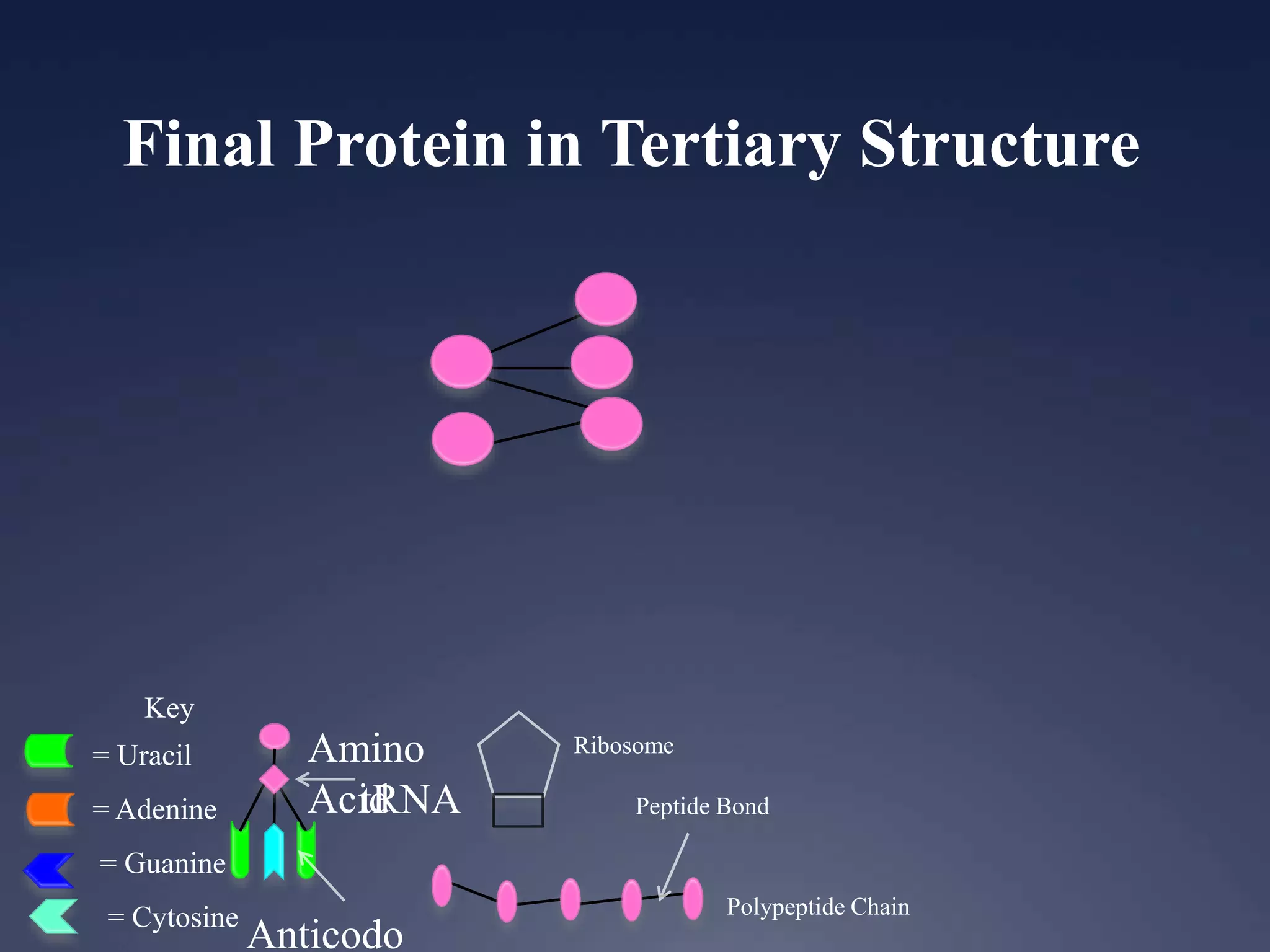 Key
= Uracil
= Adenine
= Guanine
= Cytosine
Ribosome
Anticodo
Amino
AcidtRNA
Polypeptide Chain
Peptide Bond
Final Protein in Tertiary Structure
 